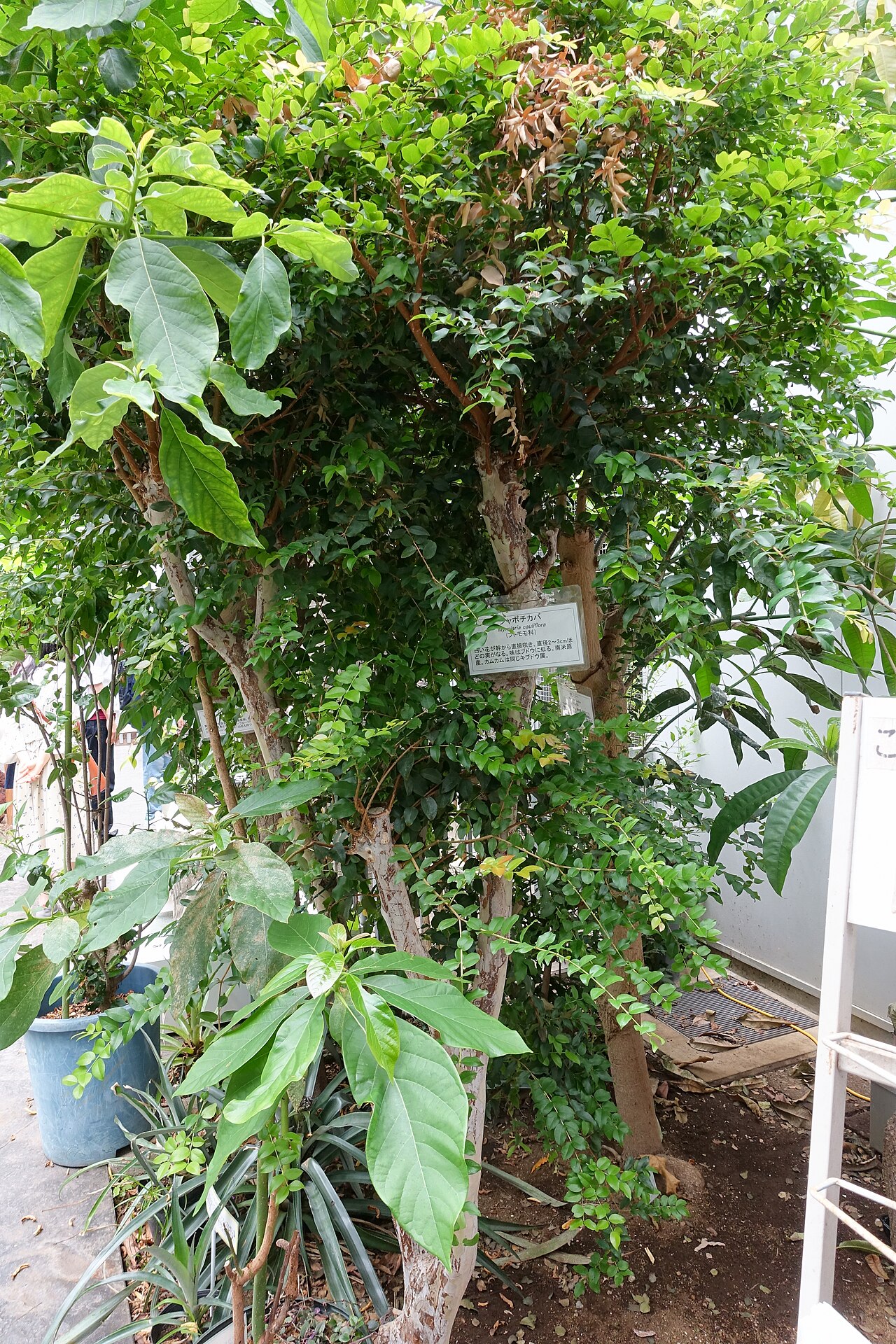 Jaboticaba