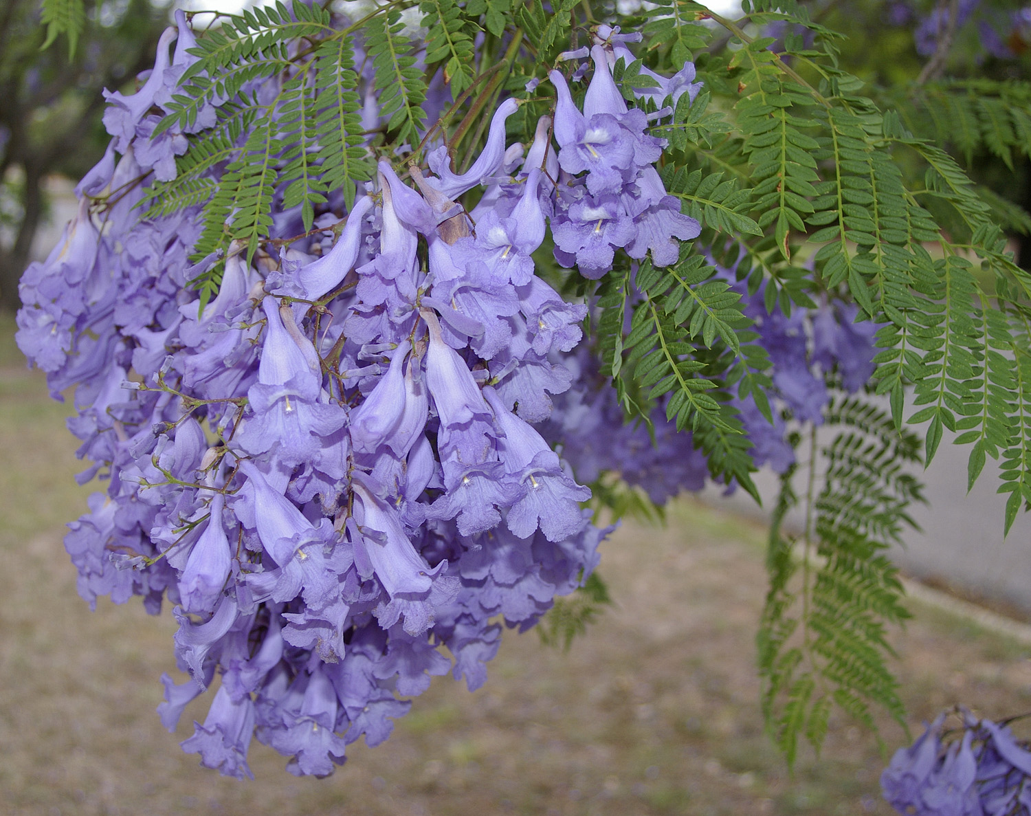 Jacaranda Jacaranda