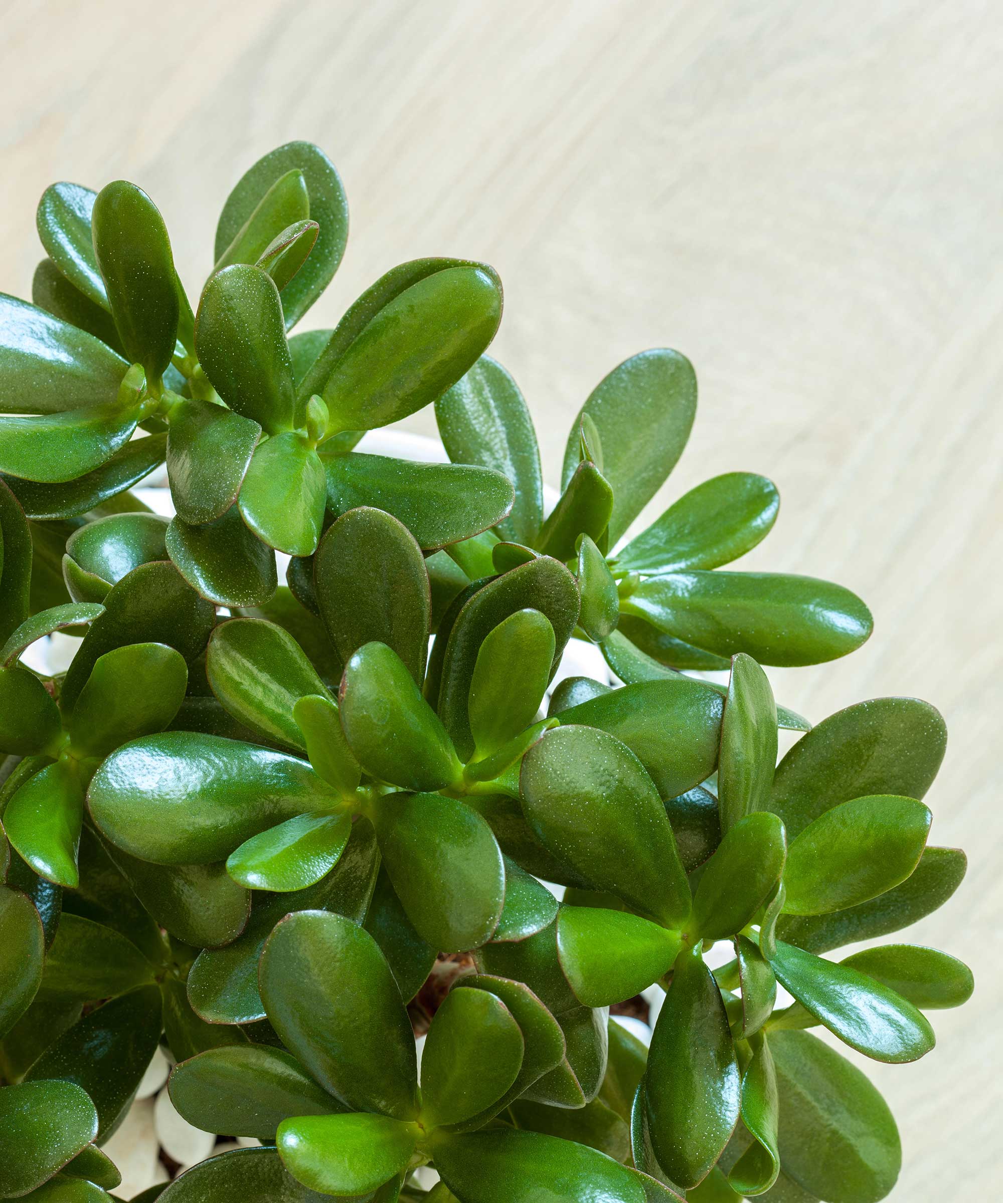 Jade Tree Jade Tree