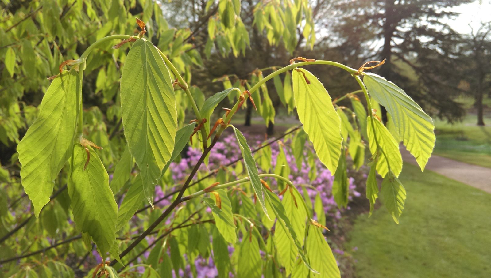 Japanese Black Beech Japanese Black Beech