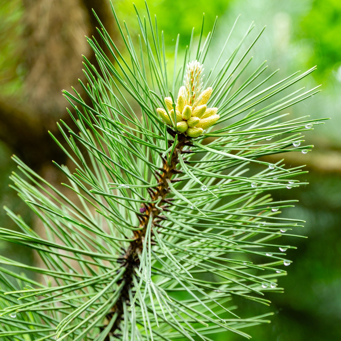 Japanese Black Pine Japanese Black Pine