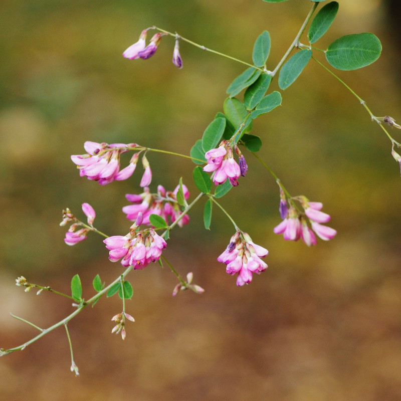 Japanese Bush Clover Japanese Bush Clover