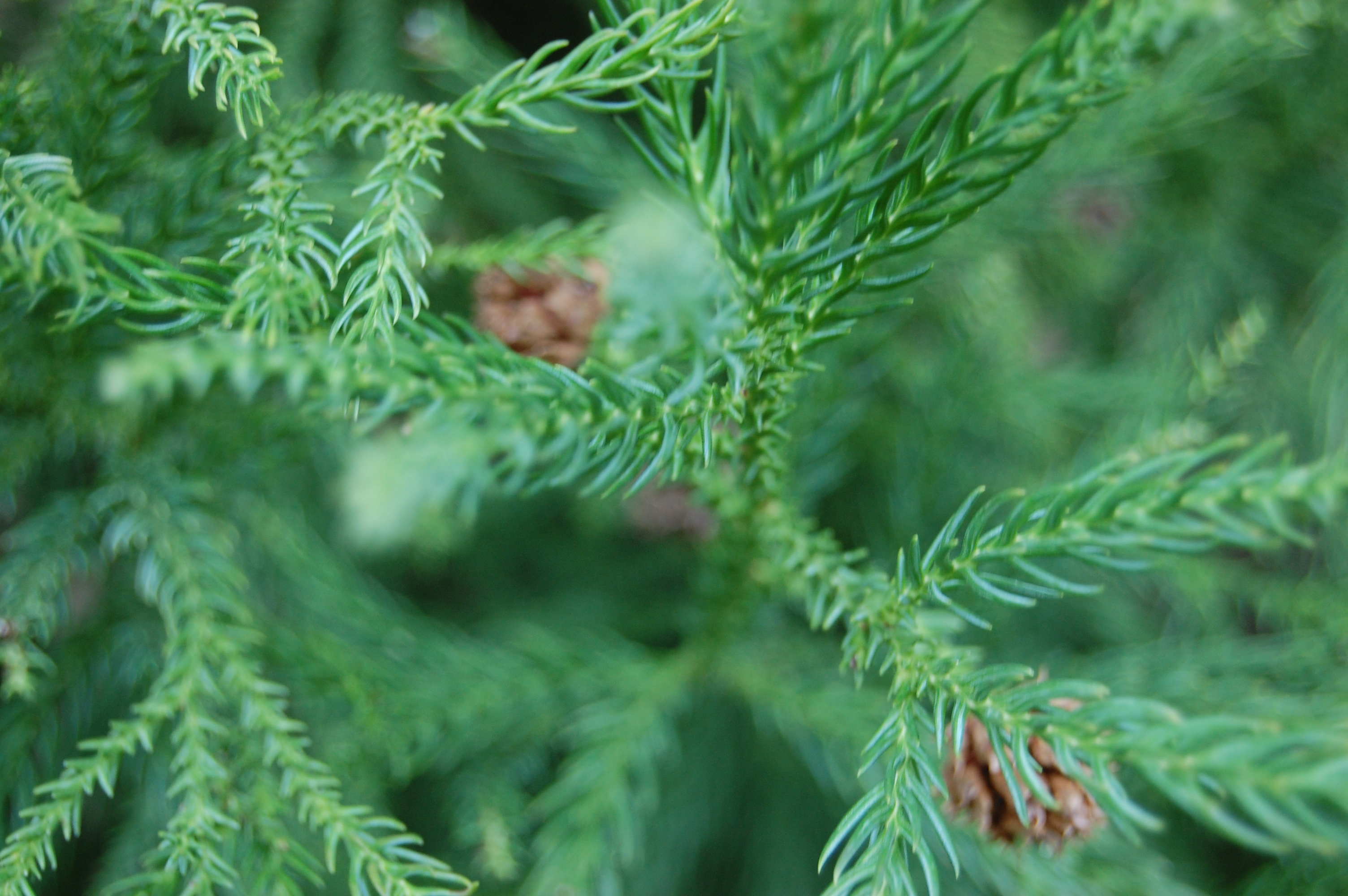 Japanese Cedar Japanese Cedar
