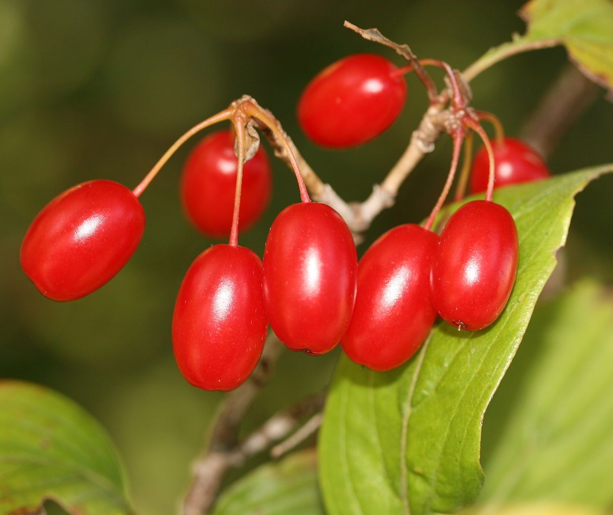 Japanese Cornelian Cherry Japanese Cornelian Cherry