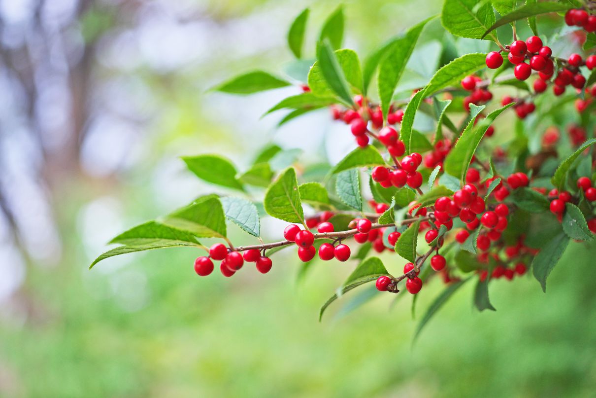 Japanese Deciduous Holly Japanese Deciduous Holly