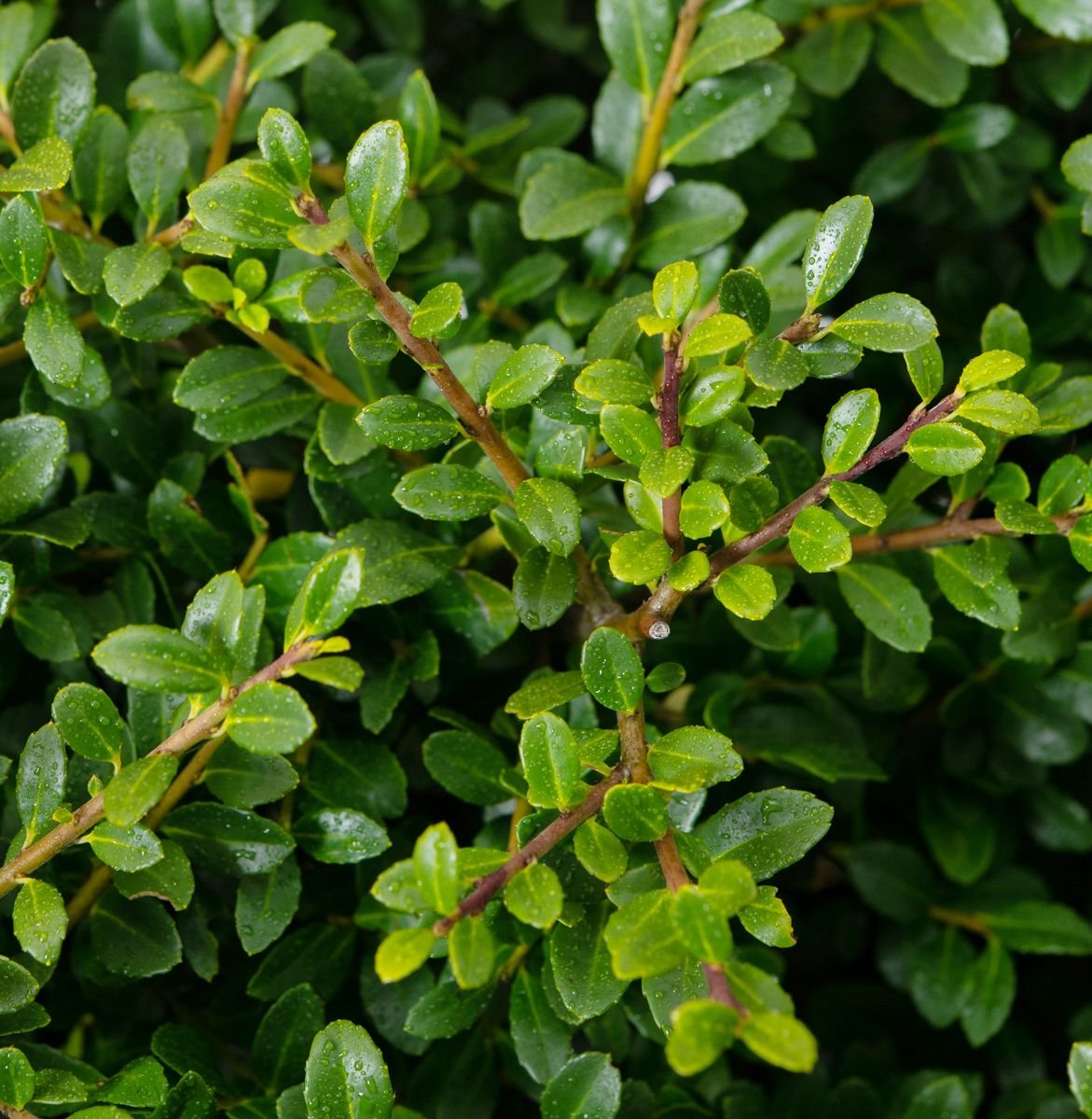 Japanese Evergreen Holly Japanese Evergreen Holly