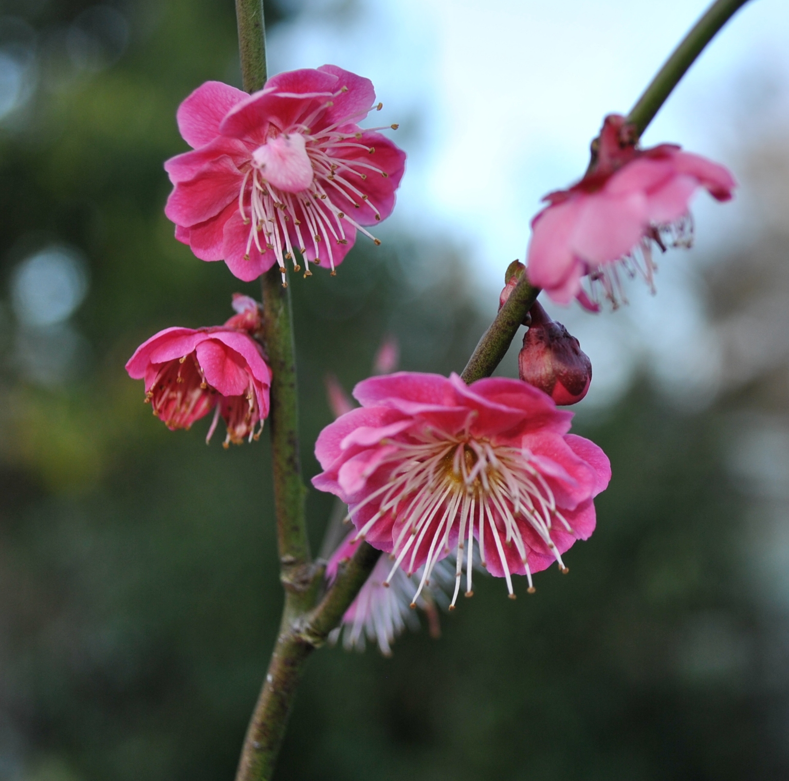 Japanese Flowering Apricot Japanese Flowering Apricot