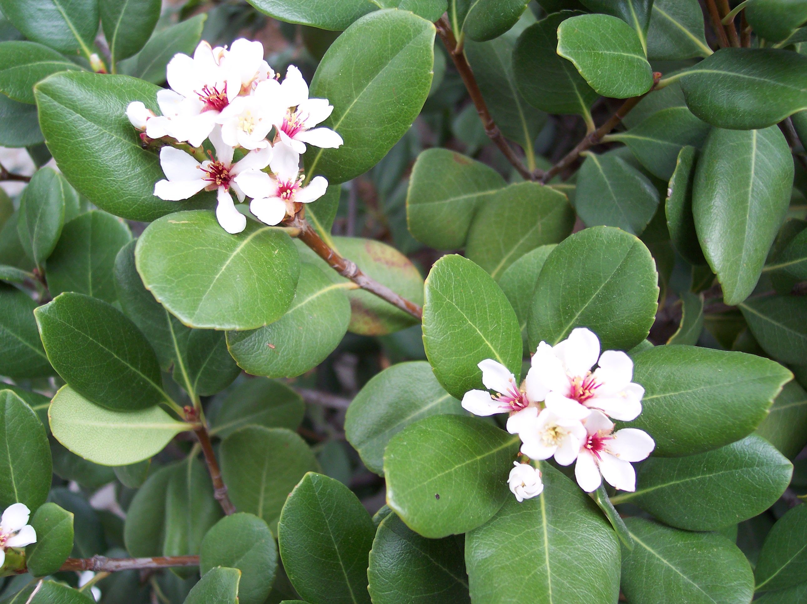 Japanese Hawthorn Japanese Hawthorn