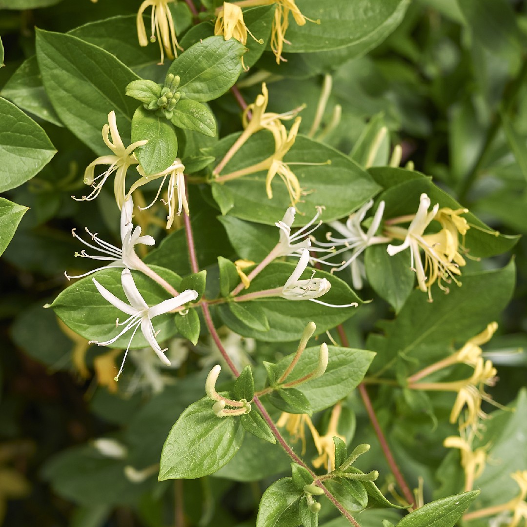 Japanese Honeysuckle Japanese Honeysuckle