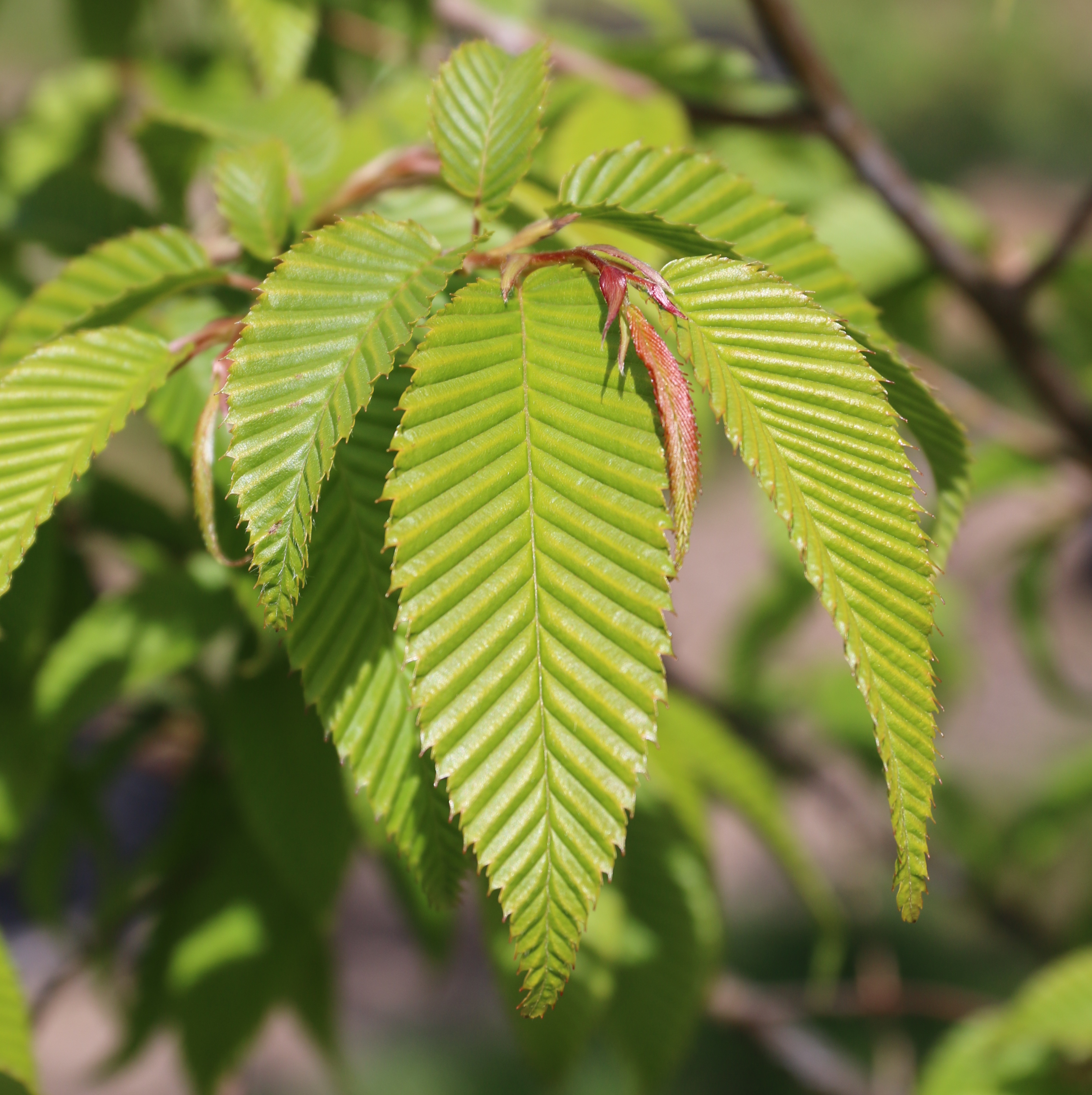 Japanese Hornbeam Japanese Hornbeam