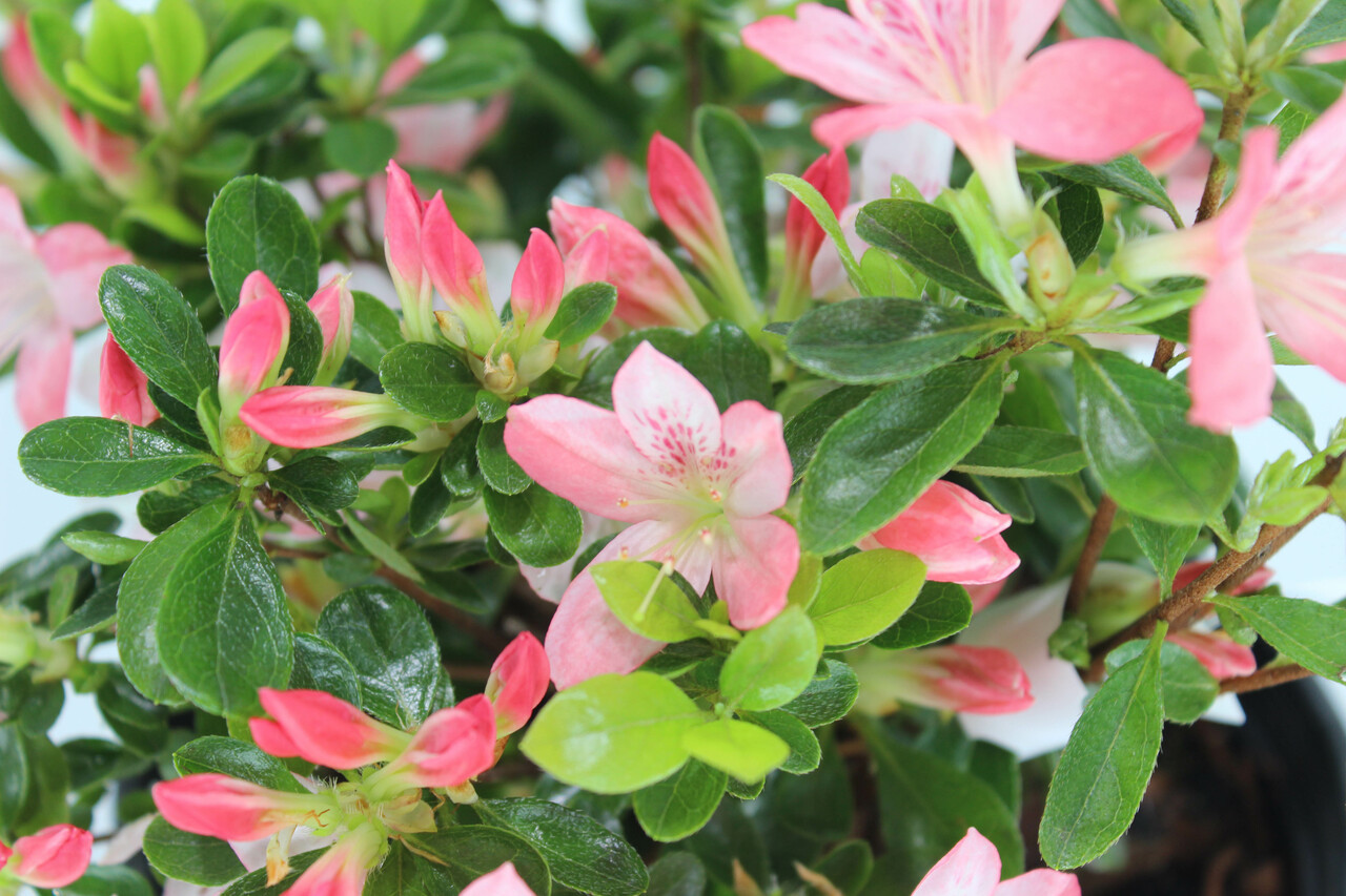 Japanese Kurume Azalea Japanese Kurume Azalea