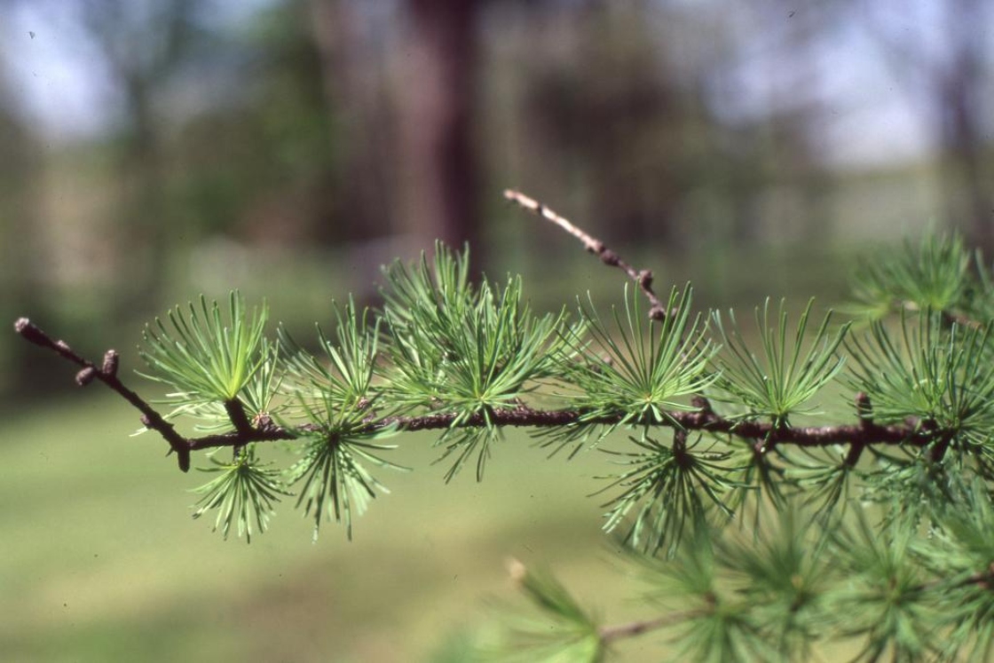 Japanese Larch Japanese Larch