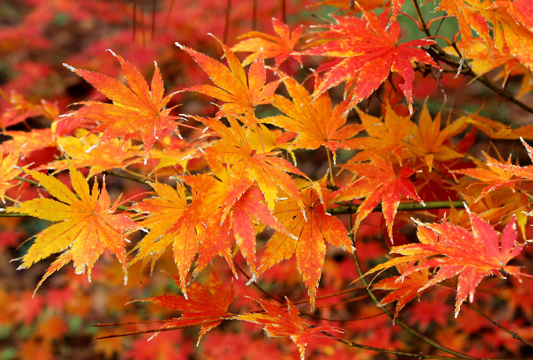 Japanese Maple Japanese Maple