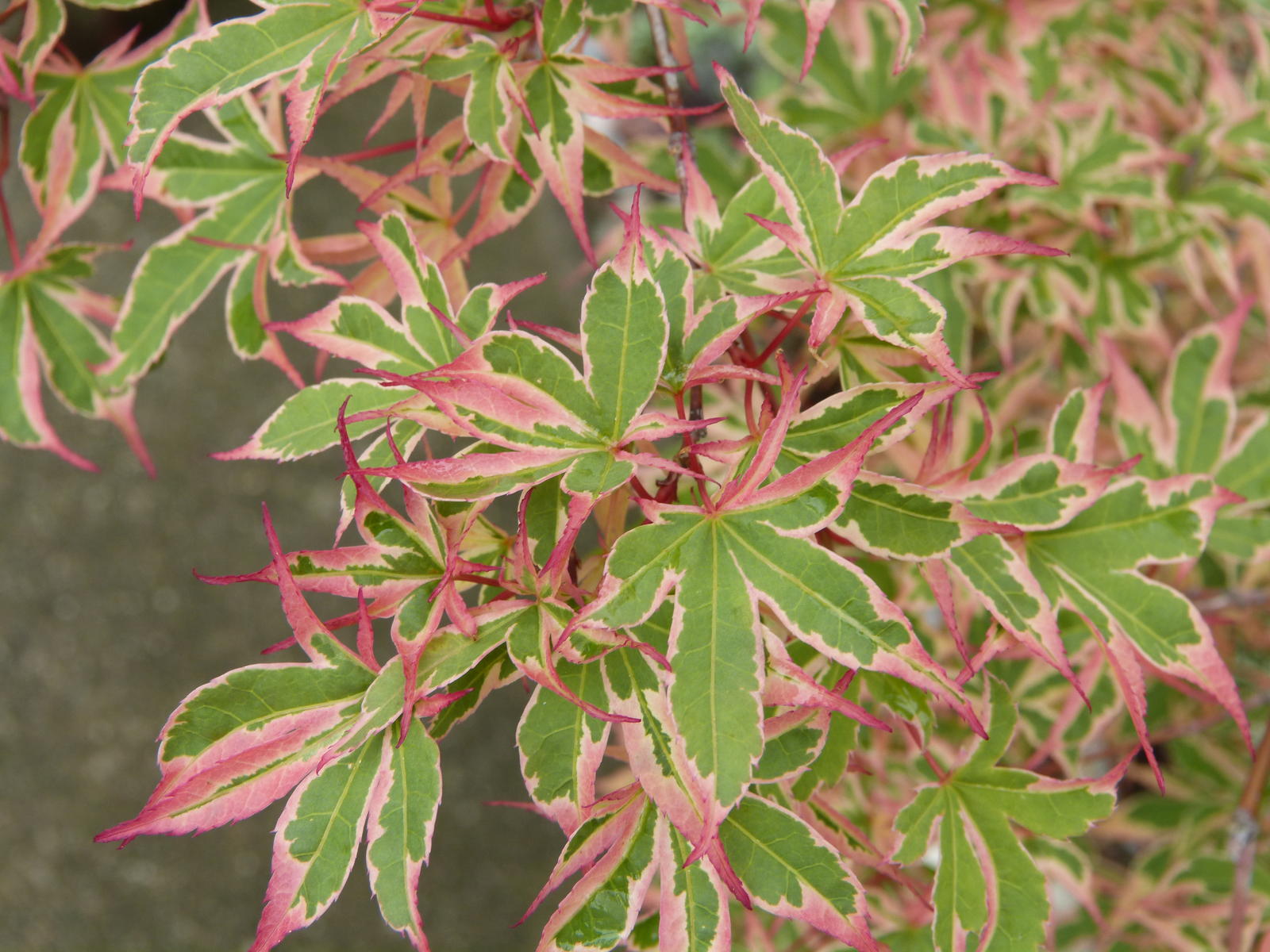 Japanese Maple 'Kagiri Nishiki' Japanese Maple 'Kagiri Nishiki'