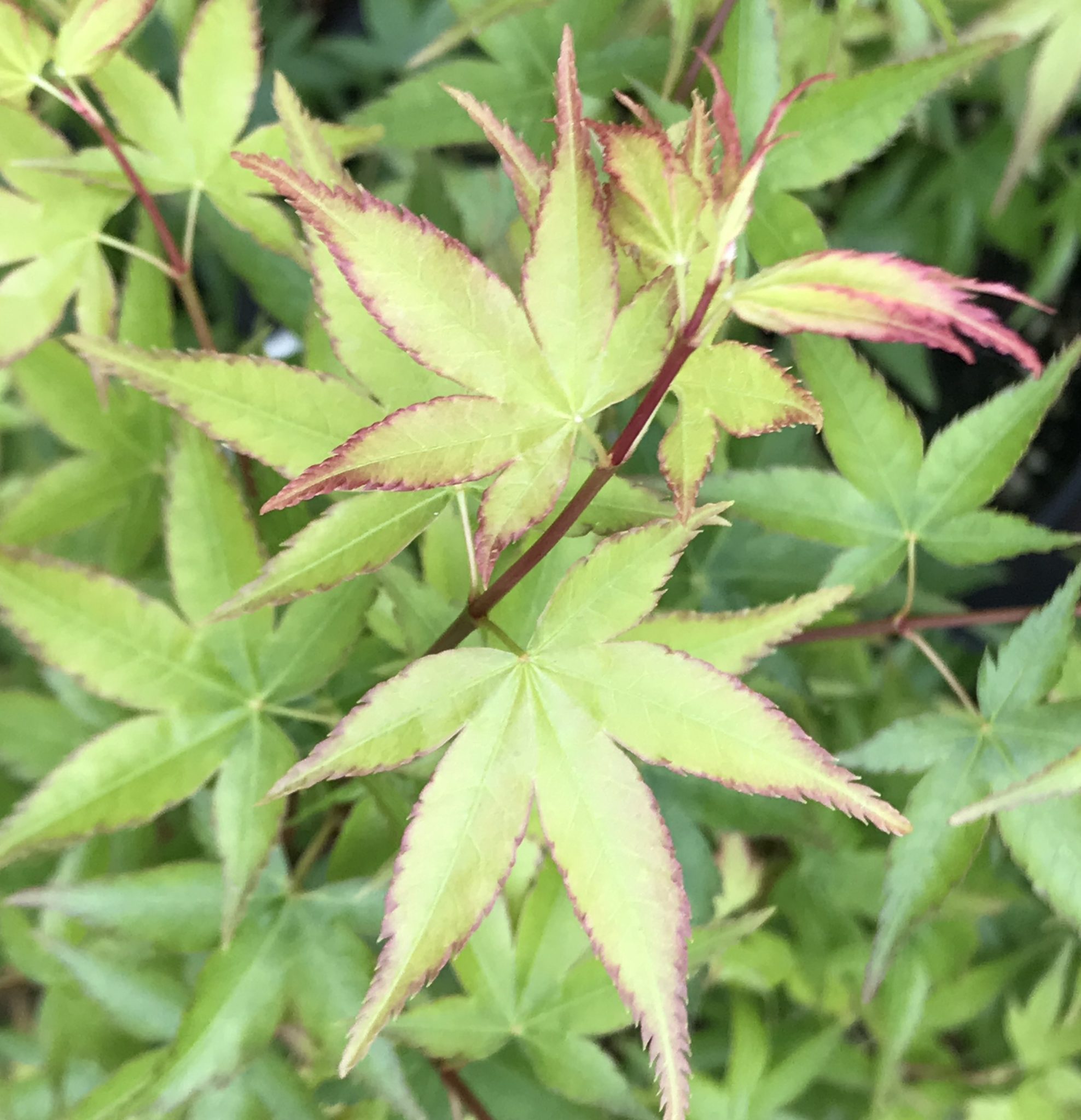 Japanese Maple 'Kashima' Japanese Maple 'Kashima'