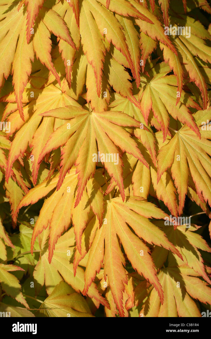 Japanese Maple 'Katsura' Japanese Maple 'Katsura'