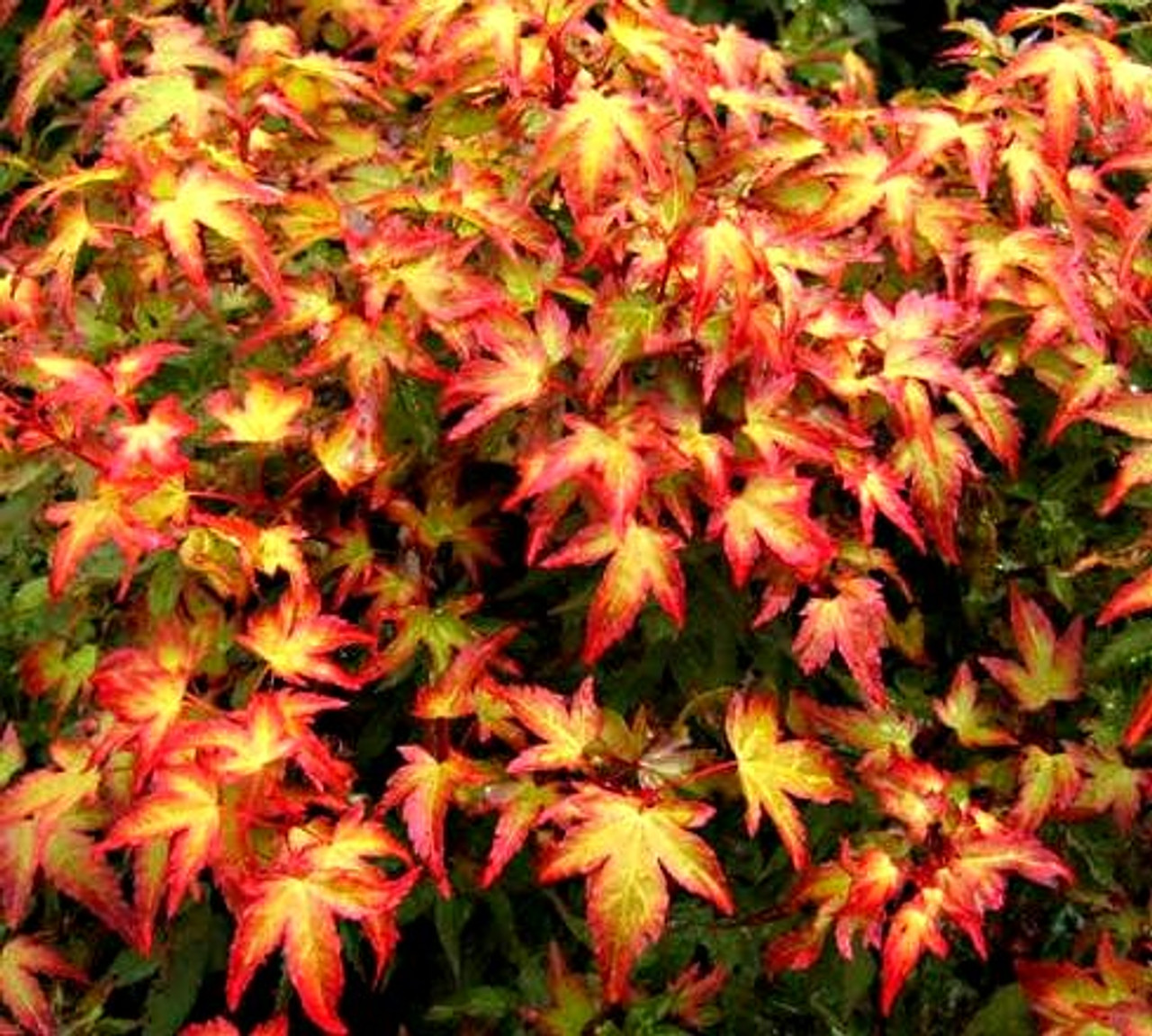 Japanese Maple 'Kiyohime' Japanese Maple 'Kiyohime'