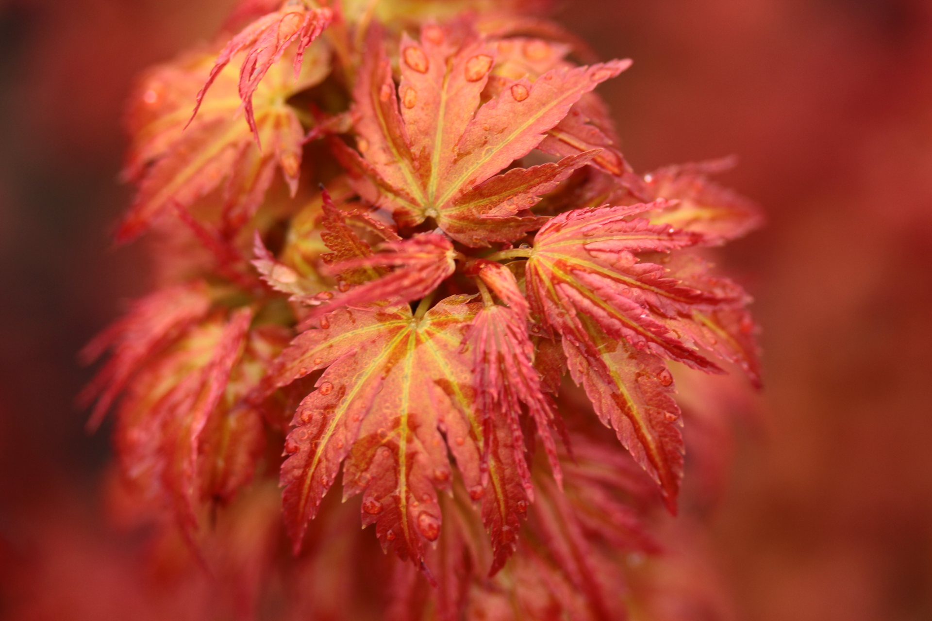 Japanese Maple 'Kotohime' Japanese Maple 'Kotohime'