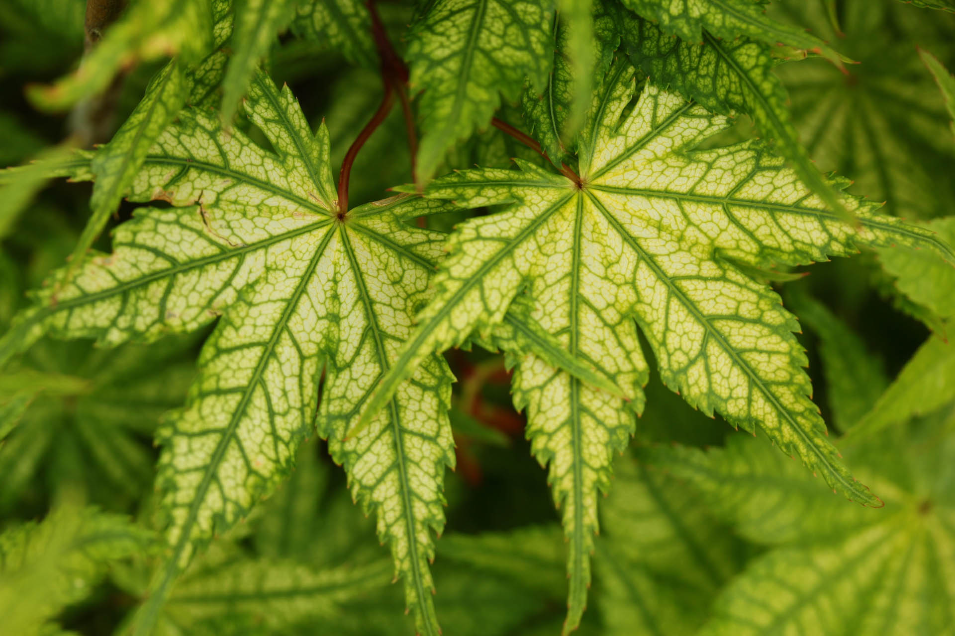 Japanese Maple 'Shigitatsu Sawa' Japanese Maple 'Shigitatsu Sawa'