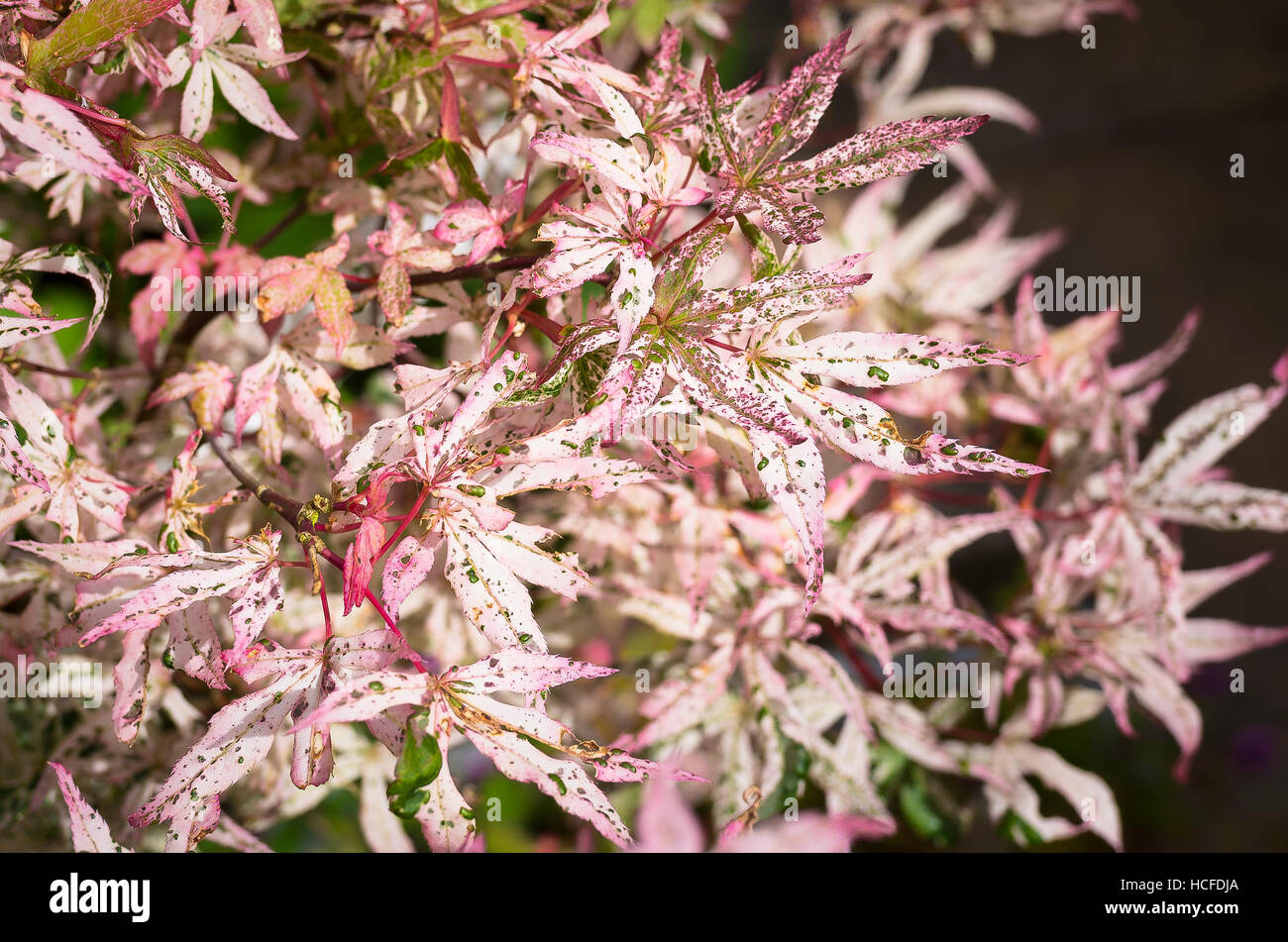 Japanese Maple 'Ukigomo' Japanese Maple 'Ukigomo'