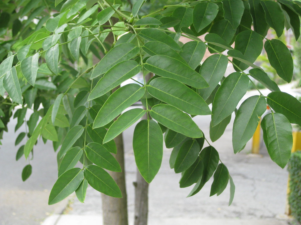 Japanese Pagoda Tree Japanese Pagoda Tree