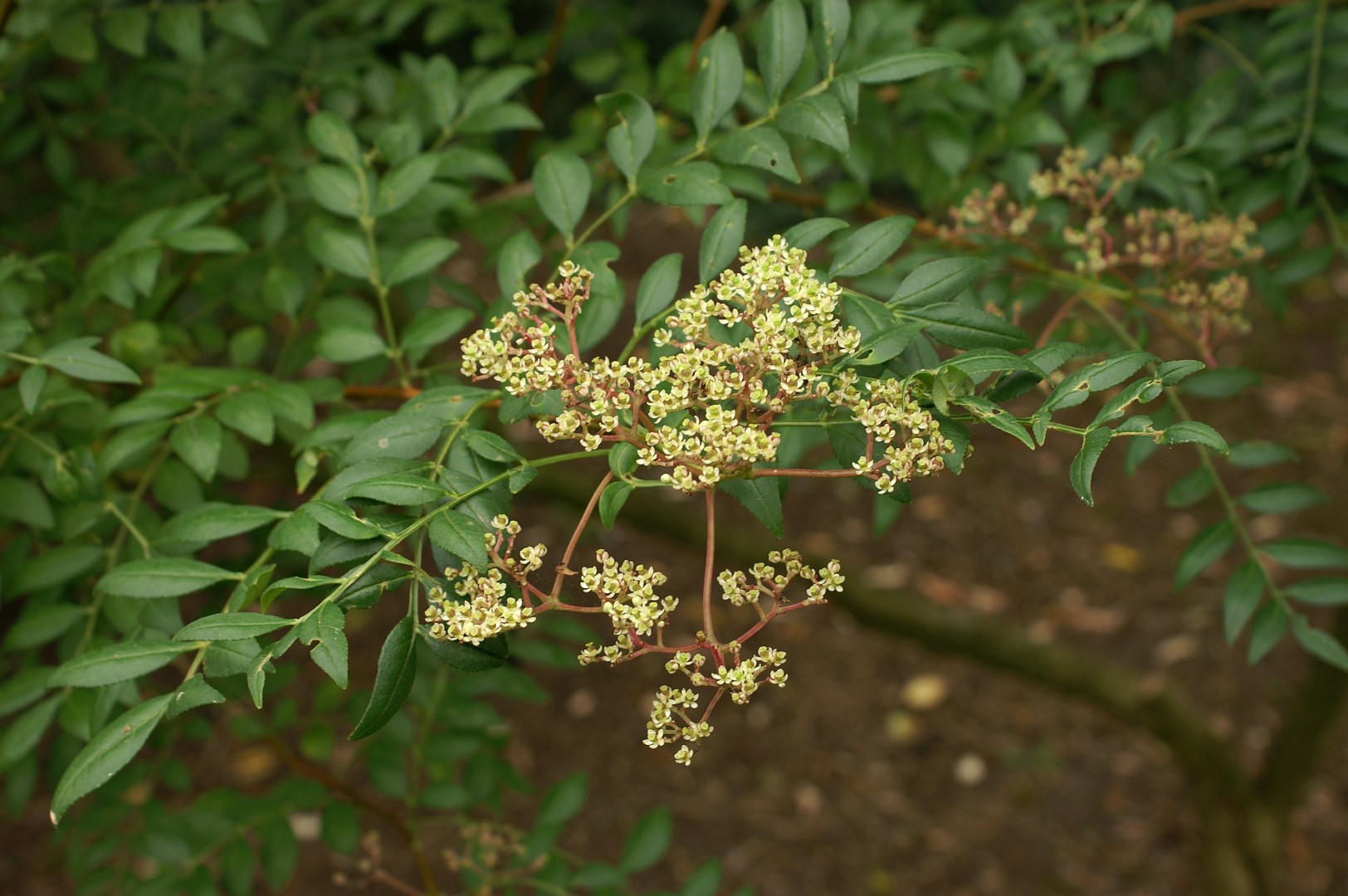 Japanese Pepper Tree Japanese Pepper Tree