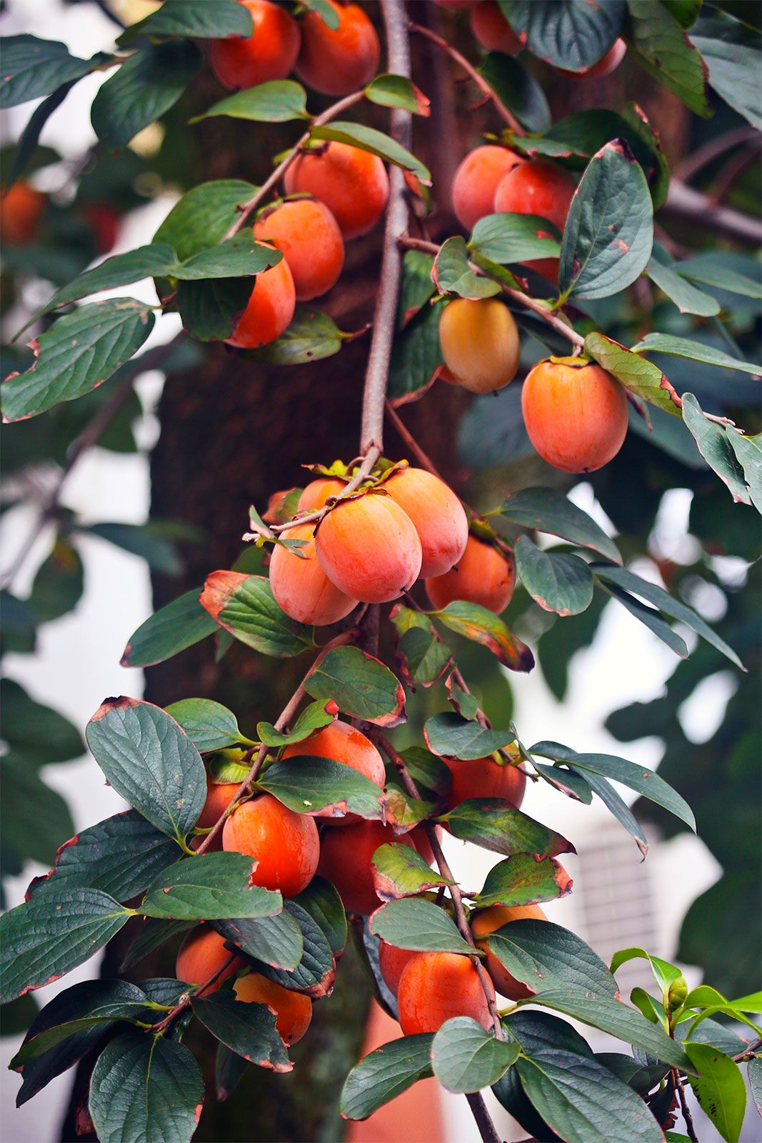 Japanese Persimmon Japanese Persimmon