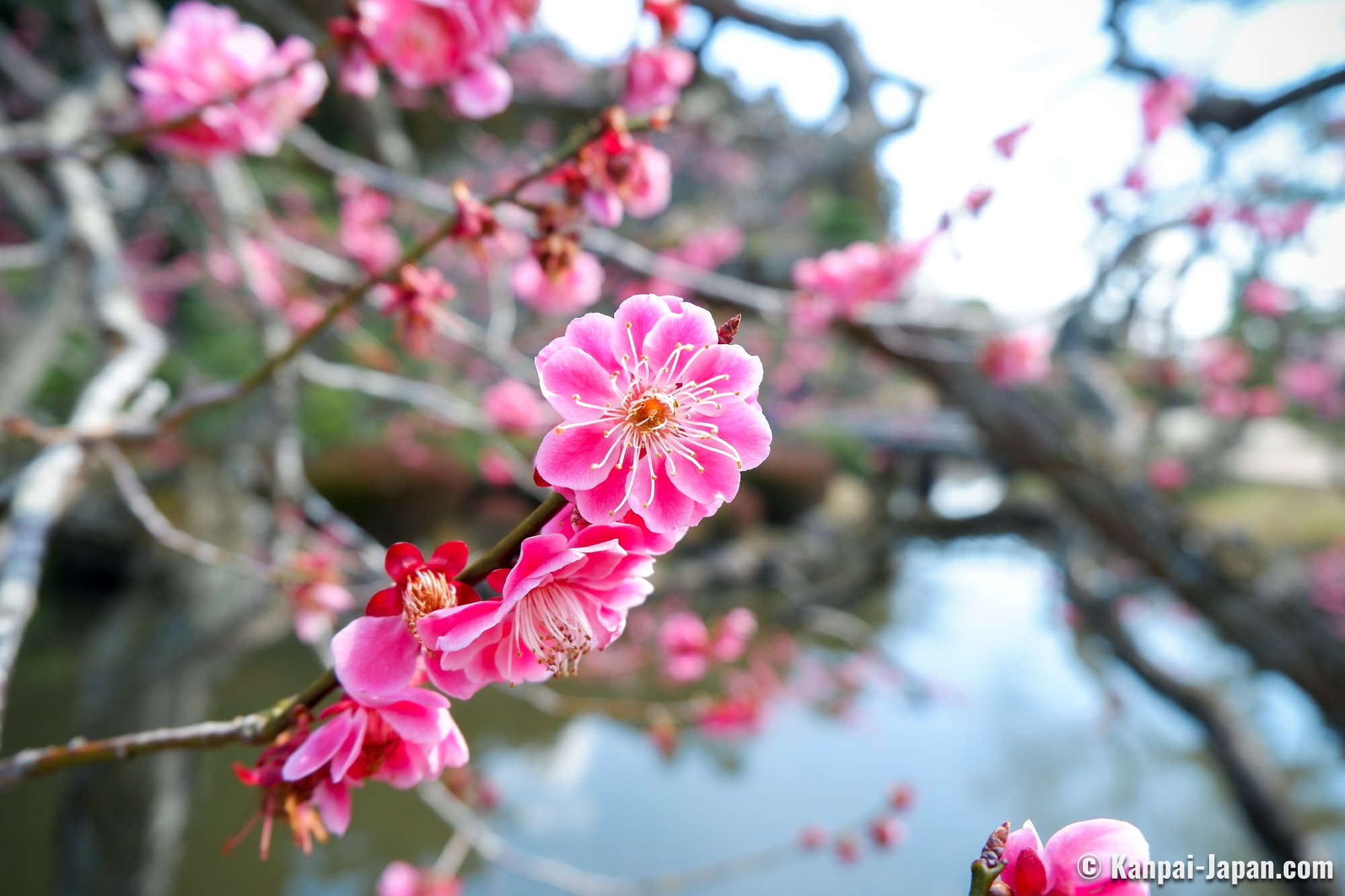 Japanese Plum Japanese Plum