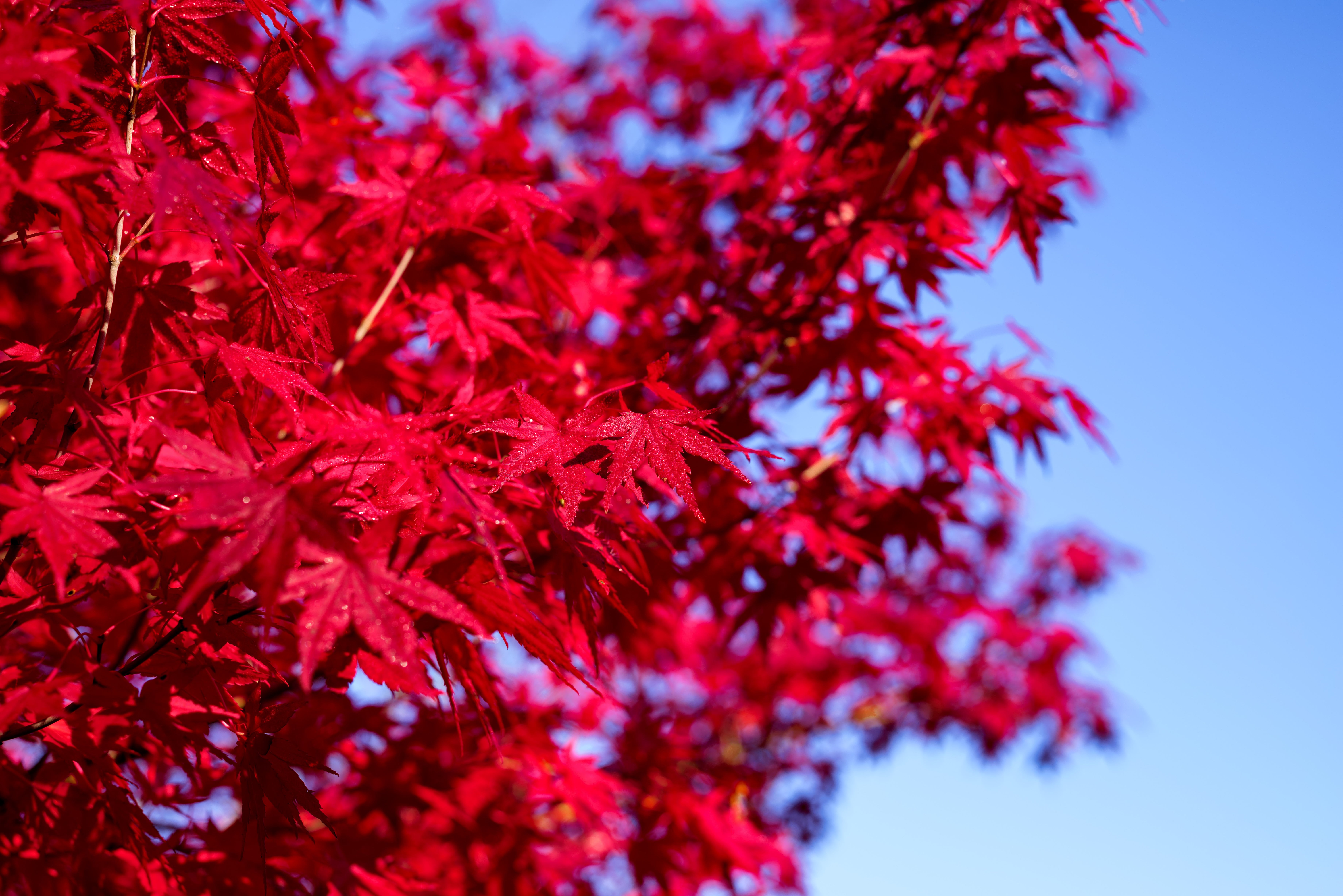 Japanese Red Maple Japanese Red Maple