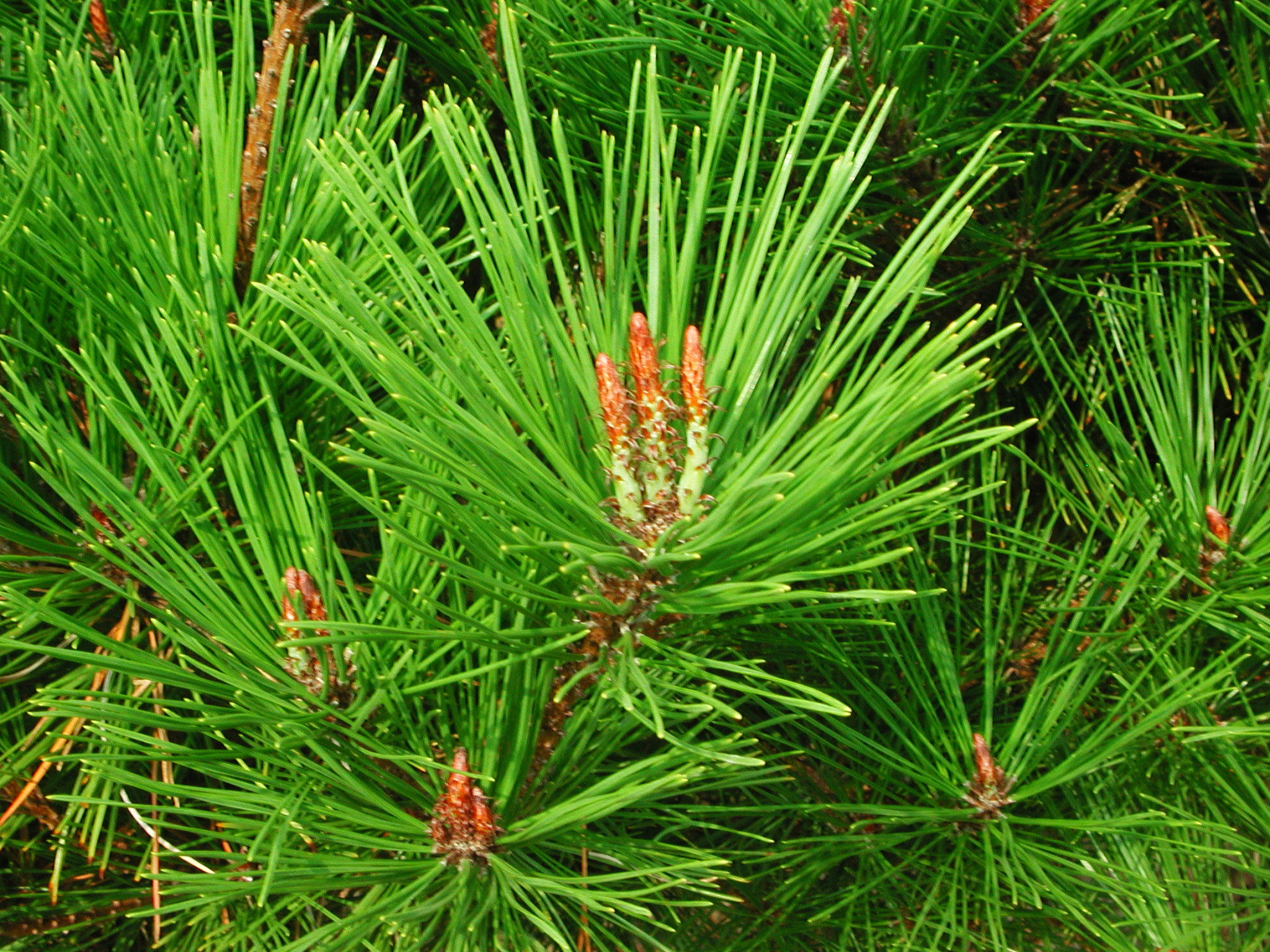 Japanese Red Pine Japanese Red Pine