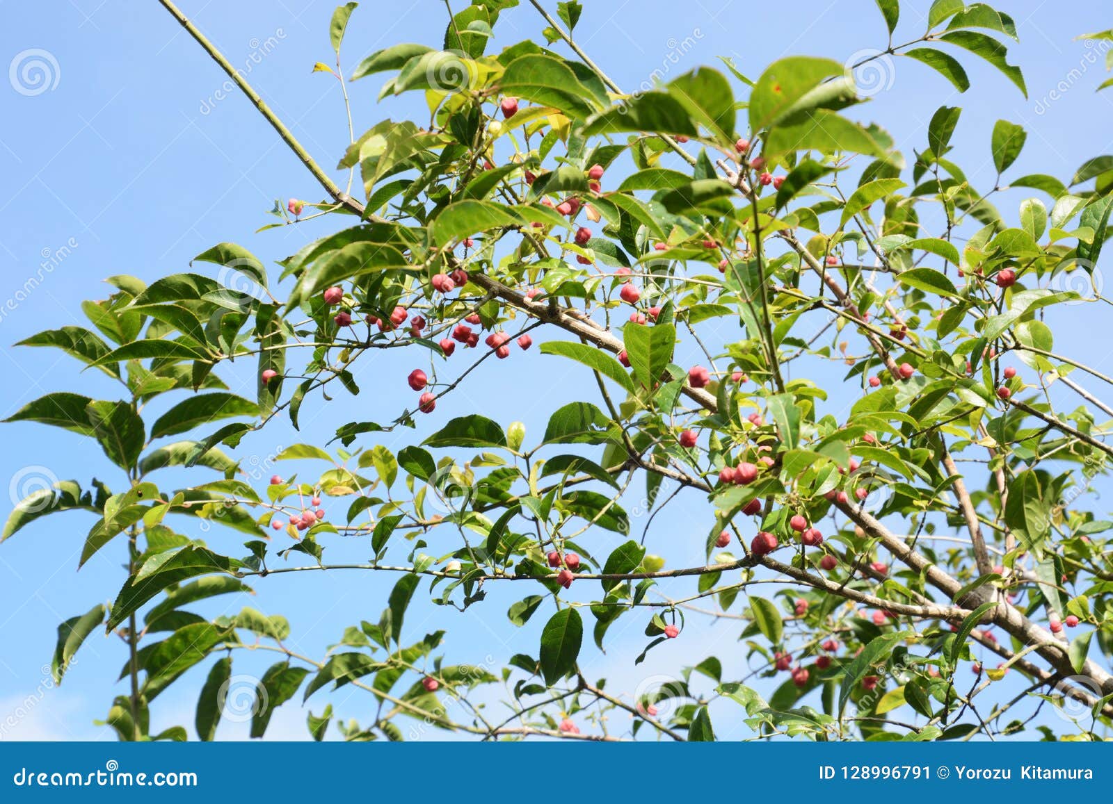 Japanese Spindle Tree Japanese Spindle Tree