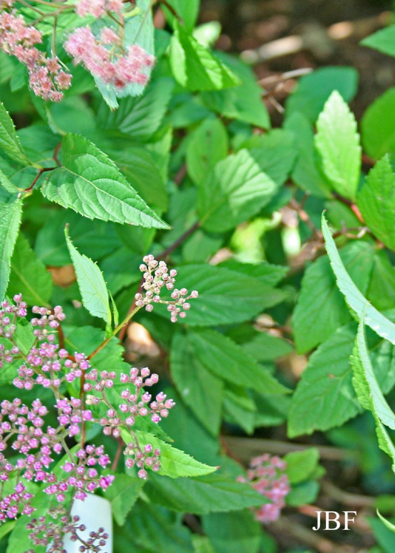 Japanese Spiraea Japanese Spiraea