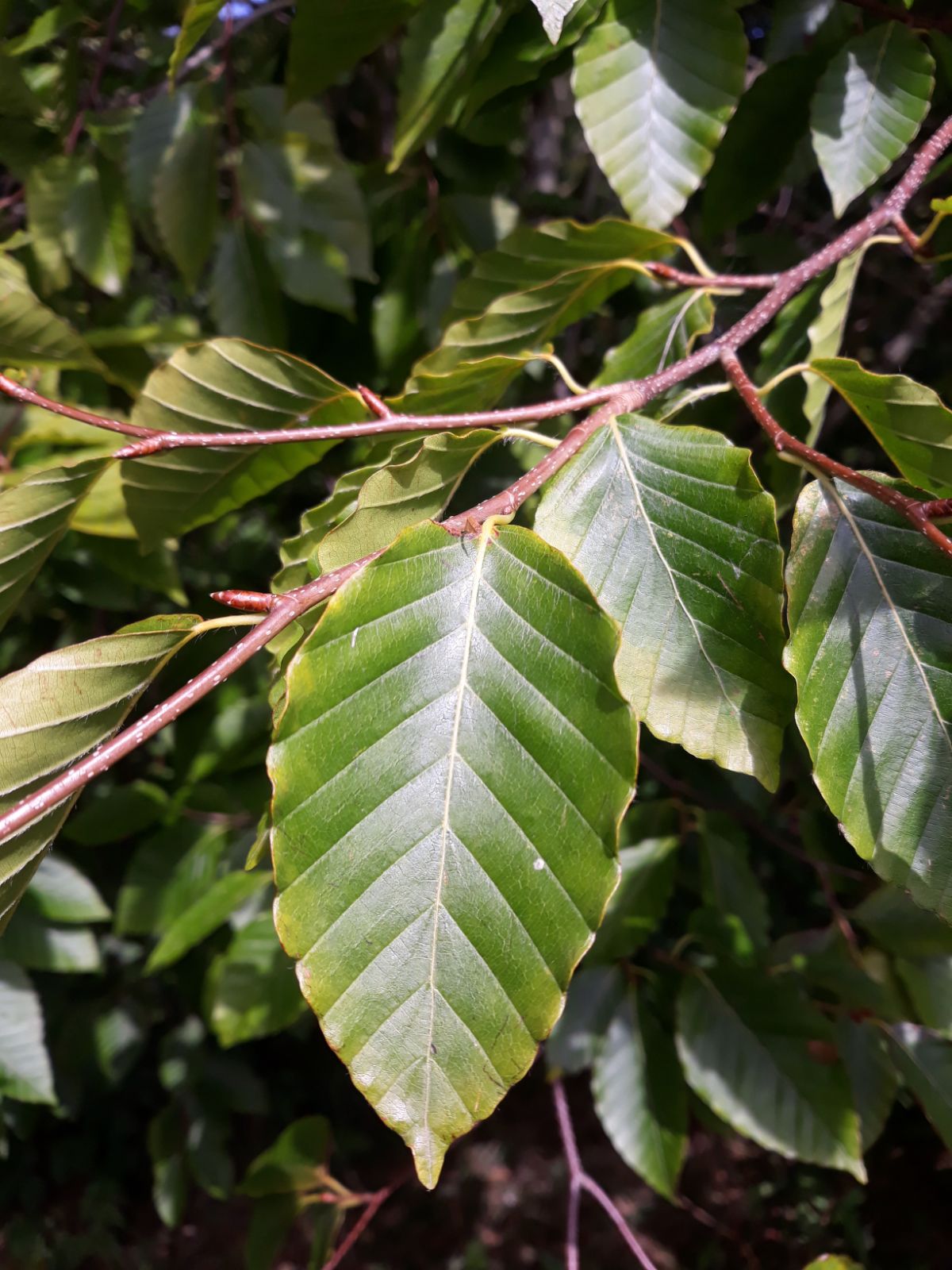 Japanese White Beech Japanese White Beech