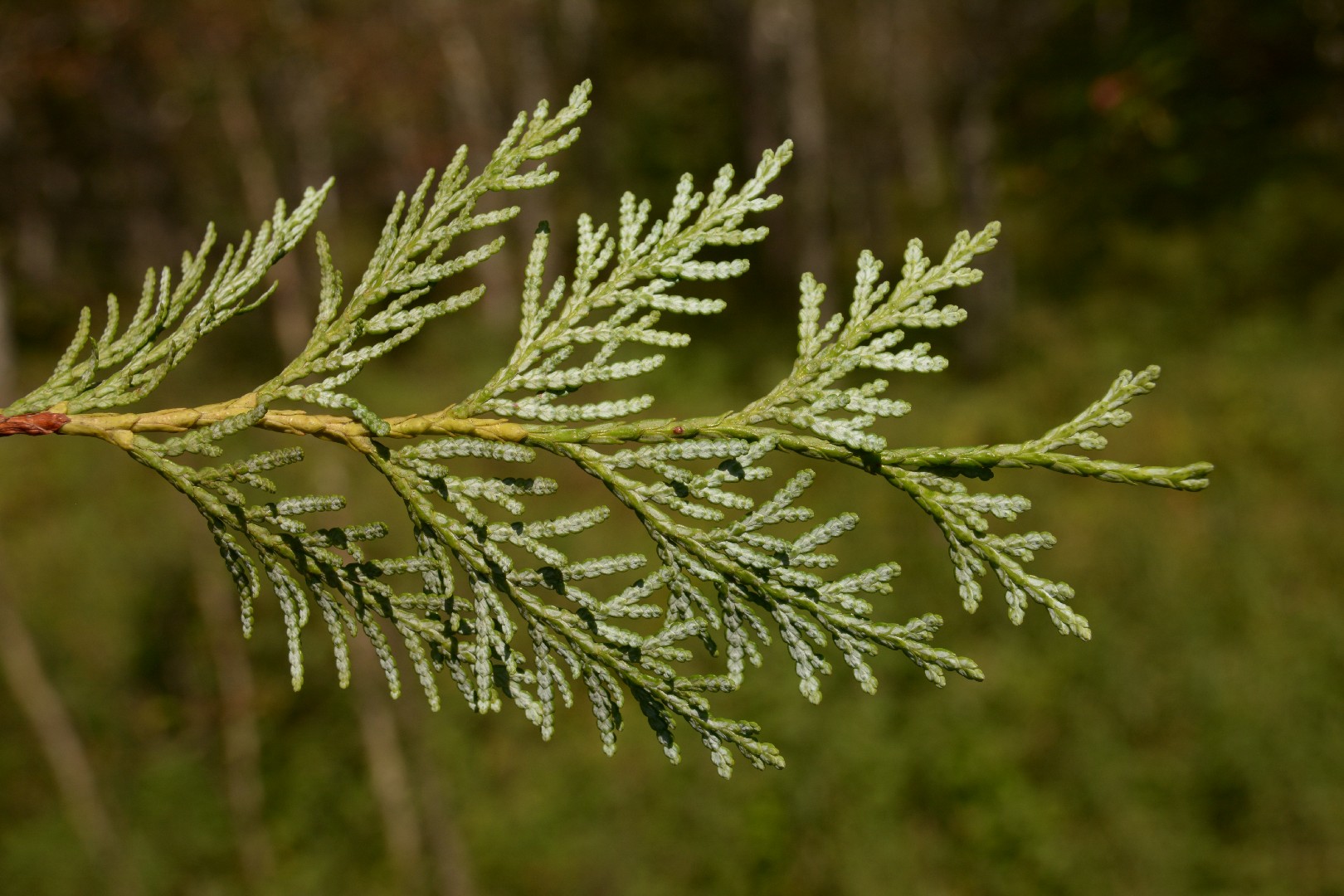 Japanese White Cedar Japanese White Cedar
