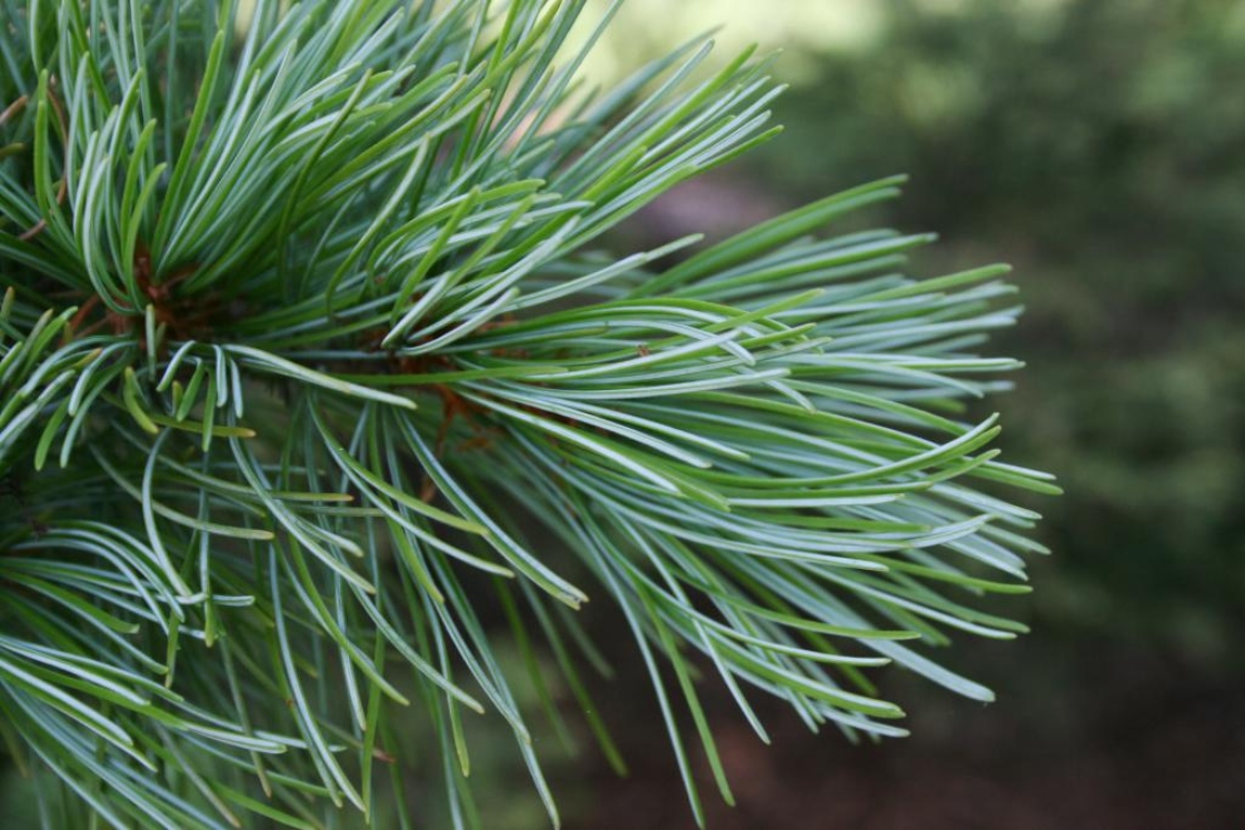 Japanese White Pine Japanese White Pine