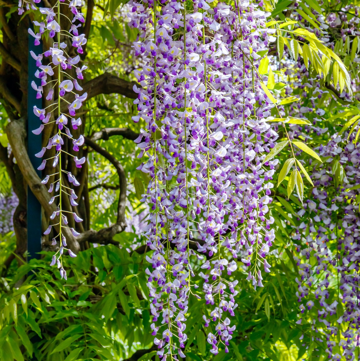 Japanese Wisteria Japanese Wisteria