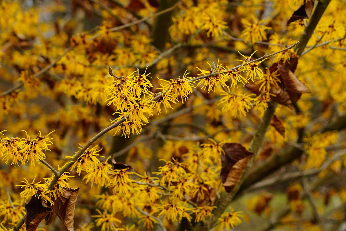 Japanese Witch Hazel Japanese Witch Hazel