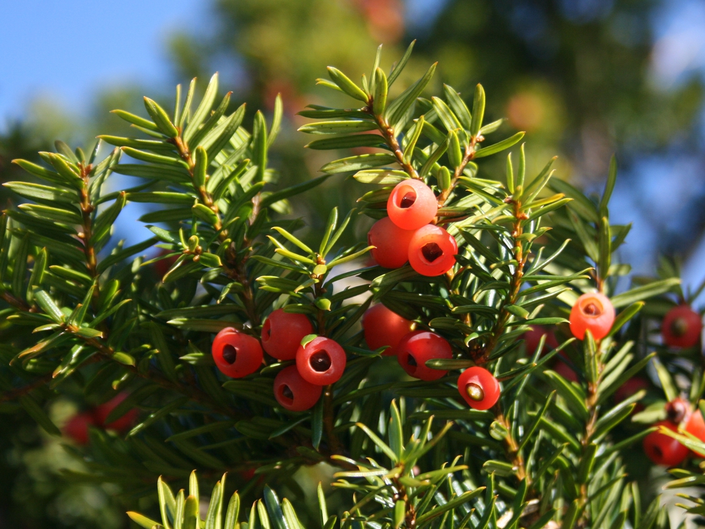 Japanese Yew Japanese Yew