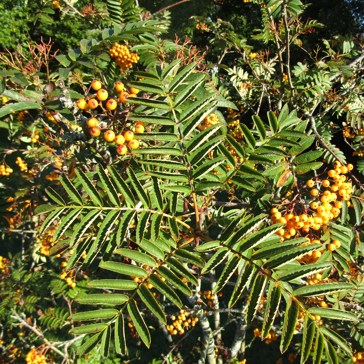 Joseph Rock Mountain-Ash Joseph Rock Mountain-Ash