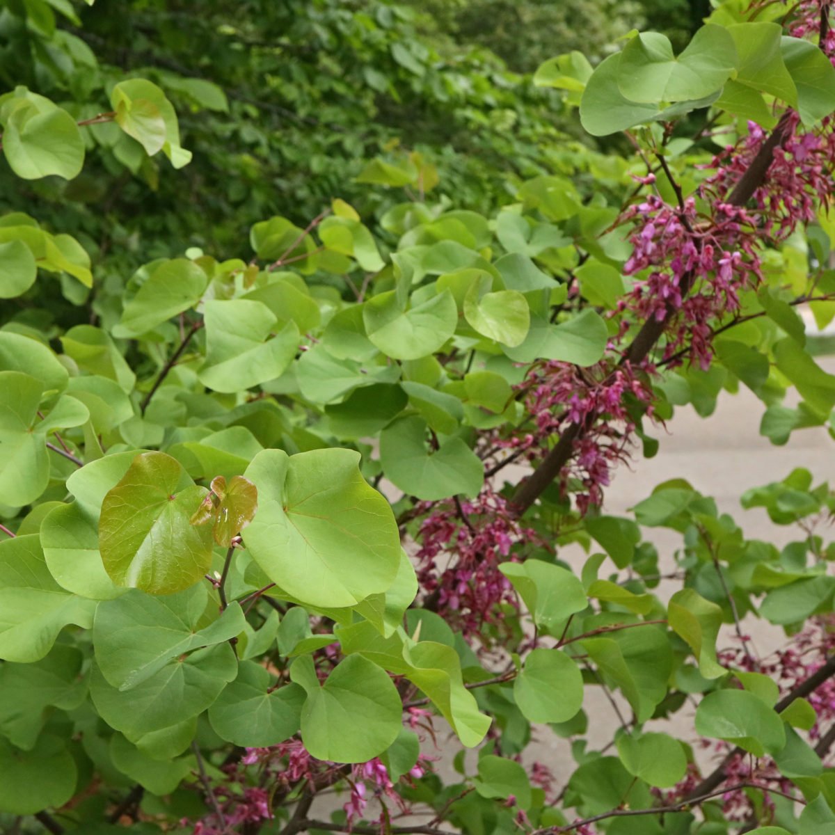 Judas Tree Judas Tree