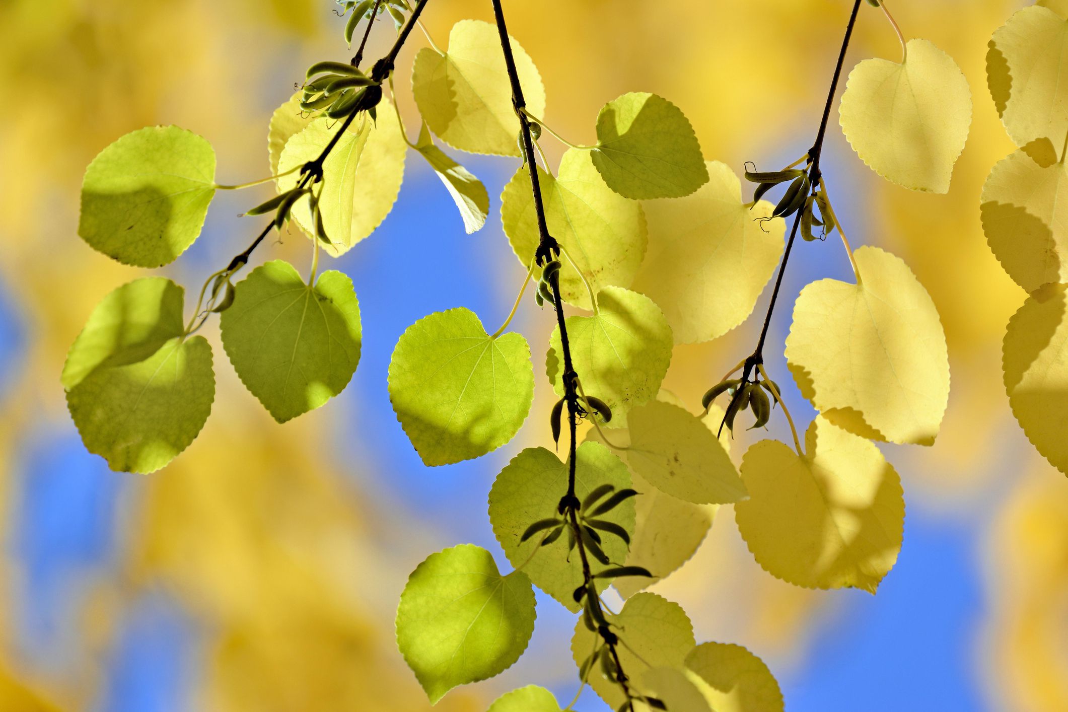 Katsura Tree Katsura Tree