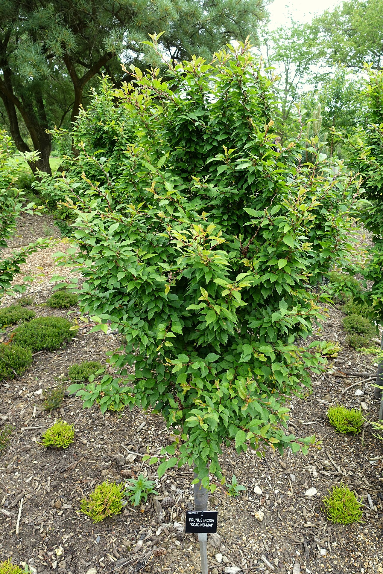 Kojo-no-mai Fuji Cherry
