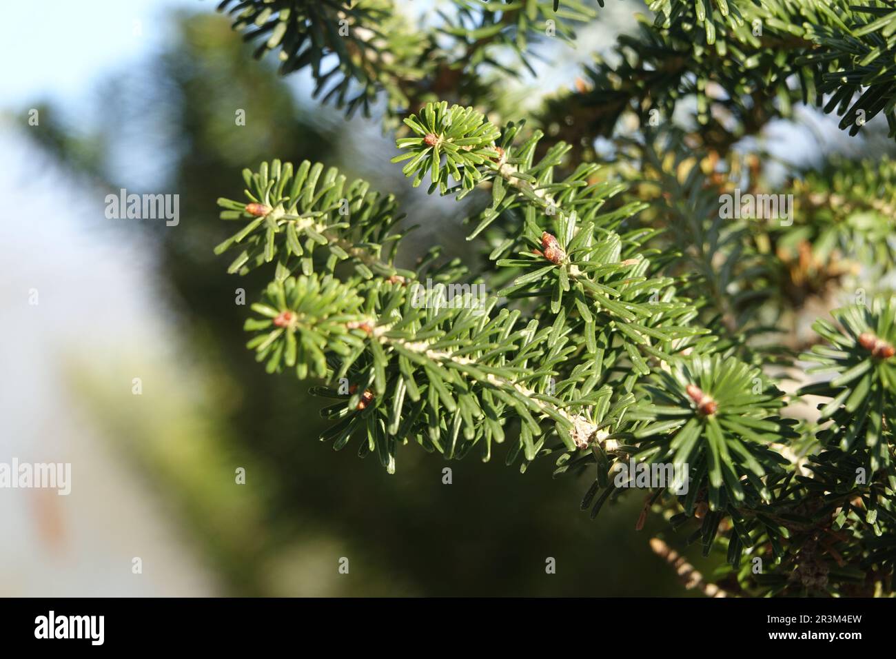 Korean Fir Korean Fir