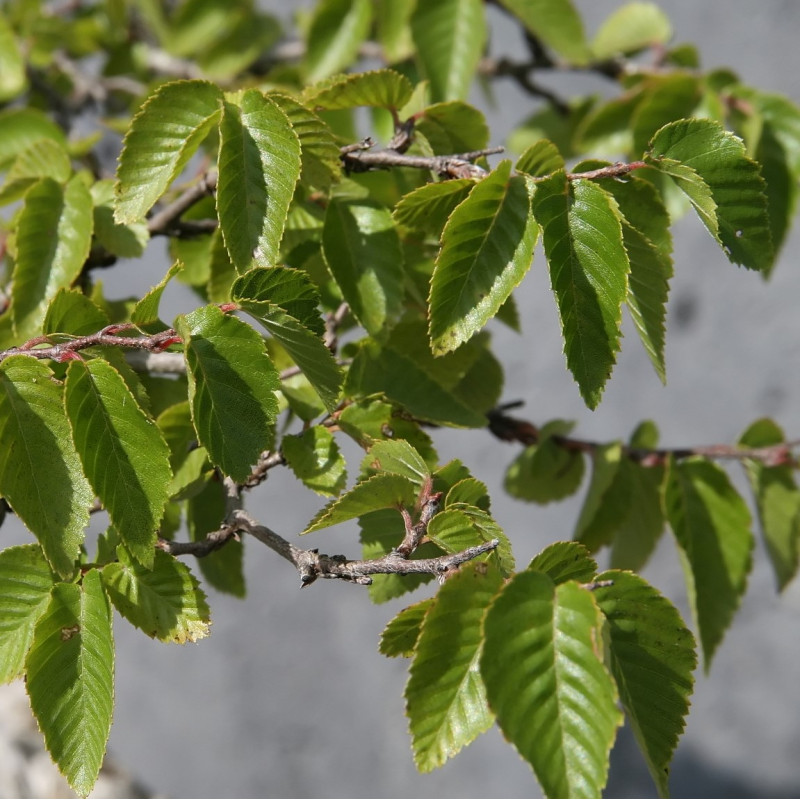 Korean Hornbeam Korean Hornbeam