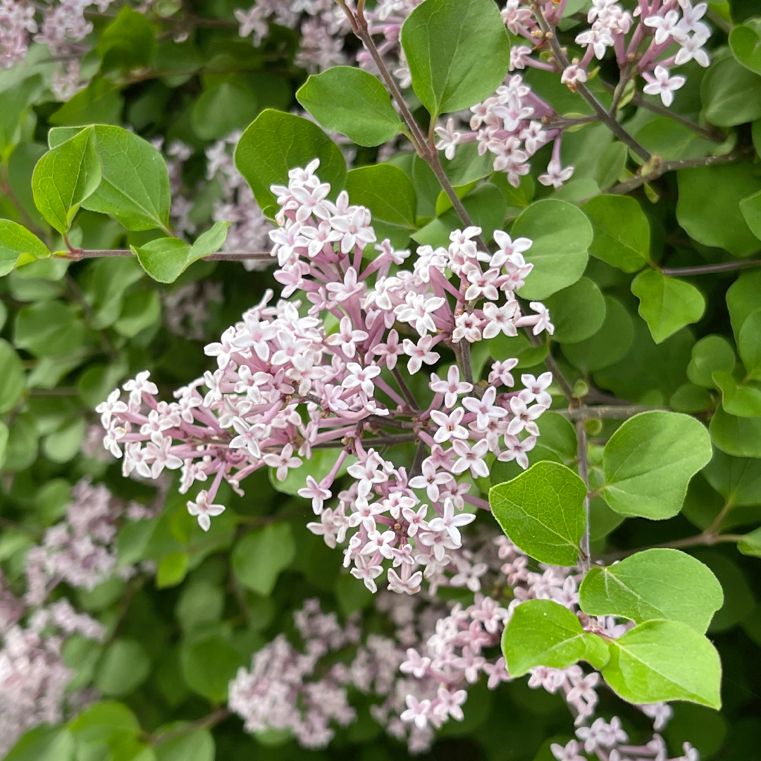 Korean Lilac Korean Lilac