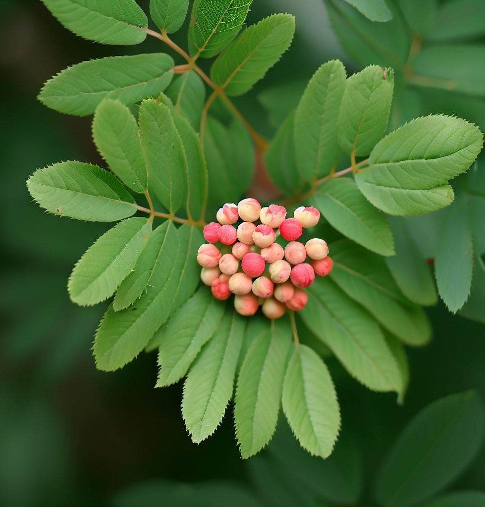 Korean Mountain-Ash Korean Mountain-Ash