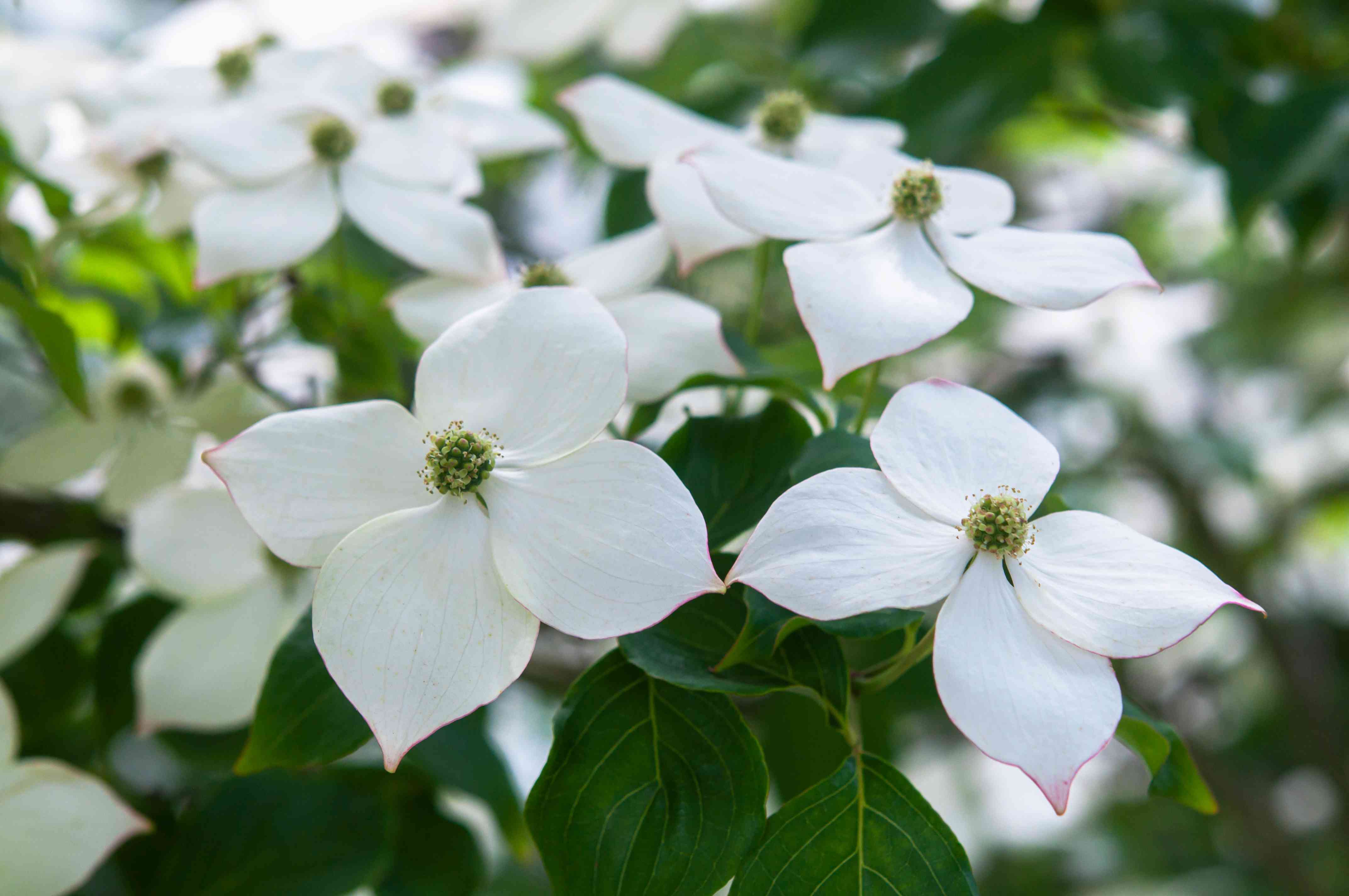 Kousa Dogwood Kousa Dogwood