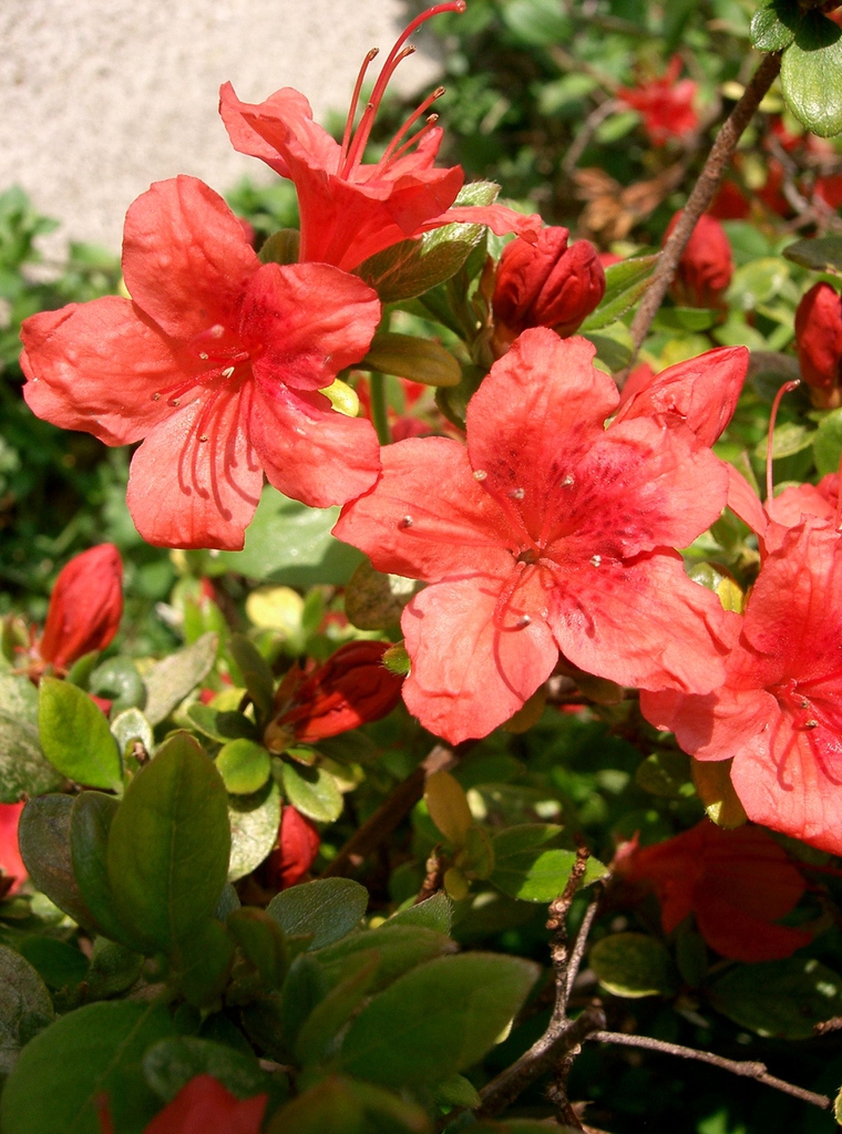 Kurume Azalea Kurume Azalea