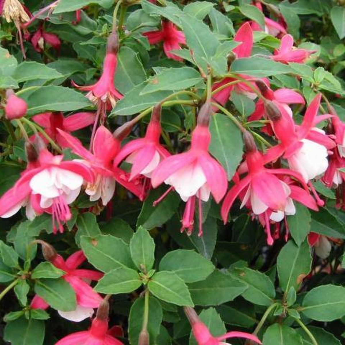 Lady Thumb Fuchsia Lady Thumb Fuchsia