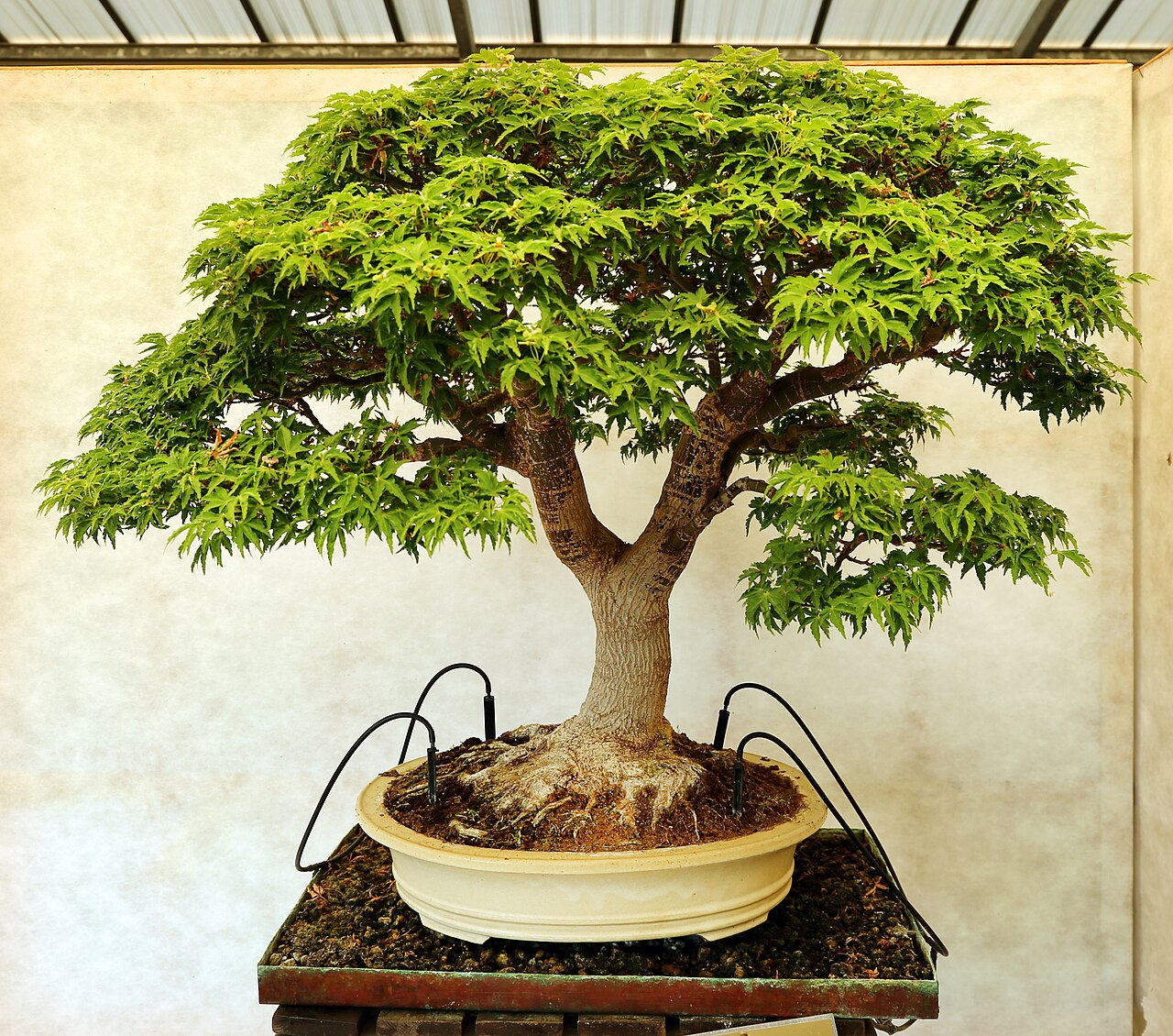 Lion's Head Maple